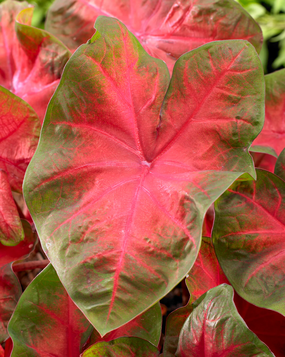 Caladium 'Poecile Anglais' - Image 2