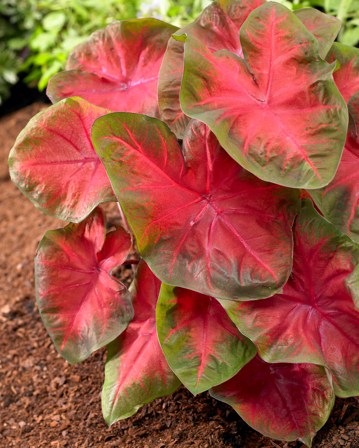 Caladium 'Poecile Anglais' - Image 3