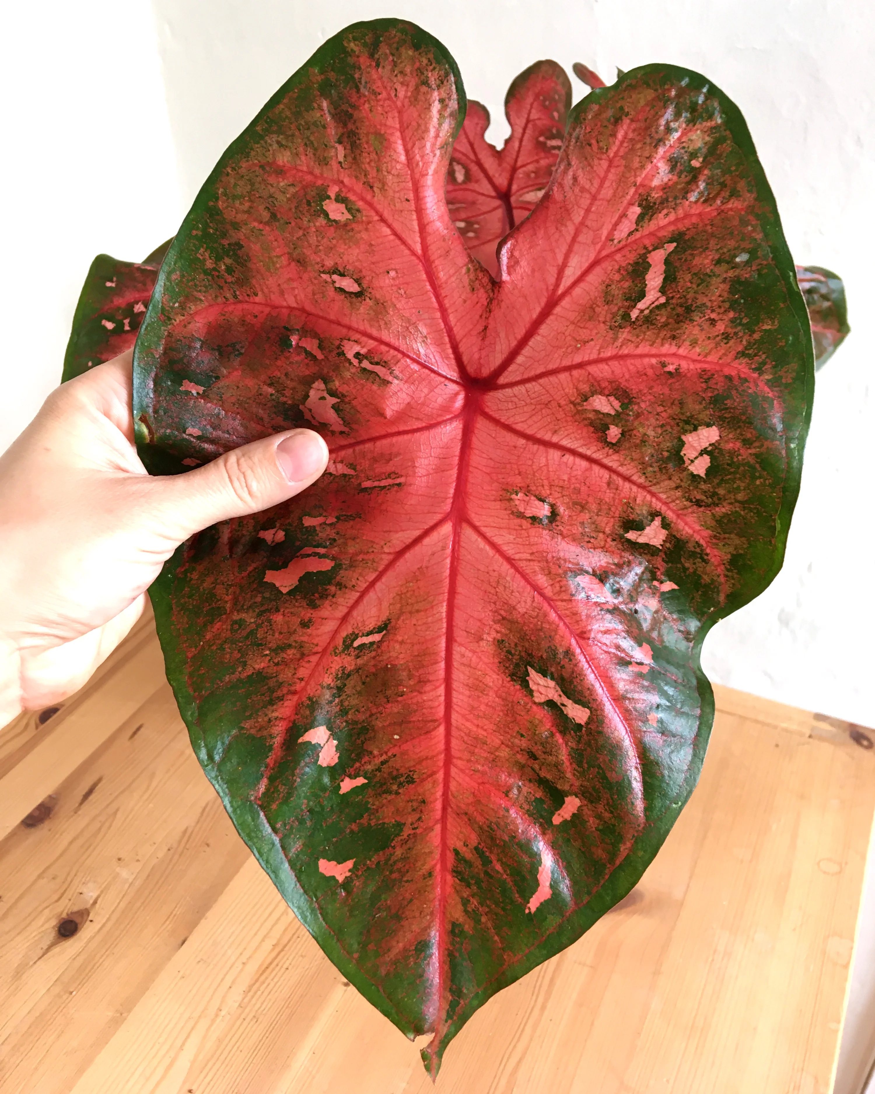 Caladium 'Red Flash' - Image 4