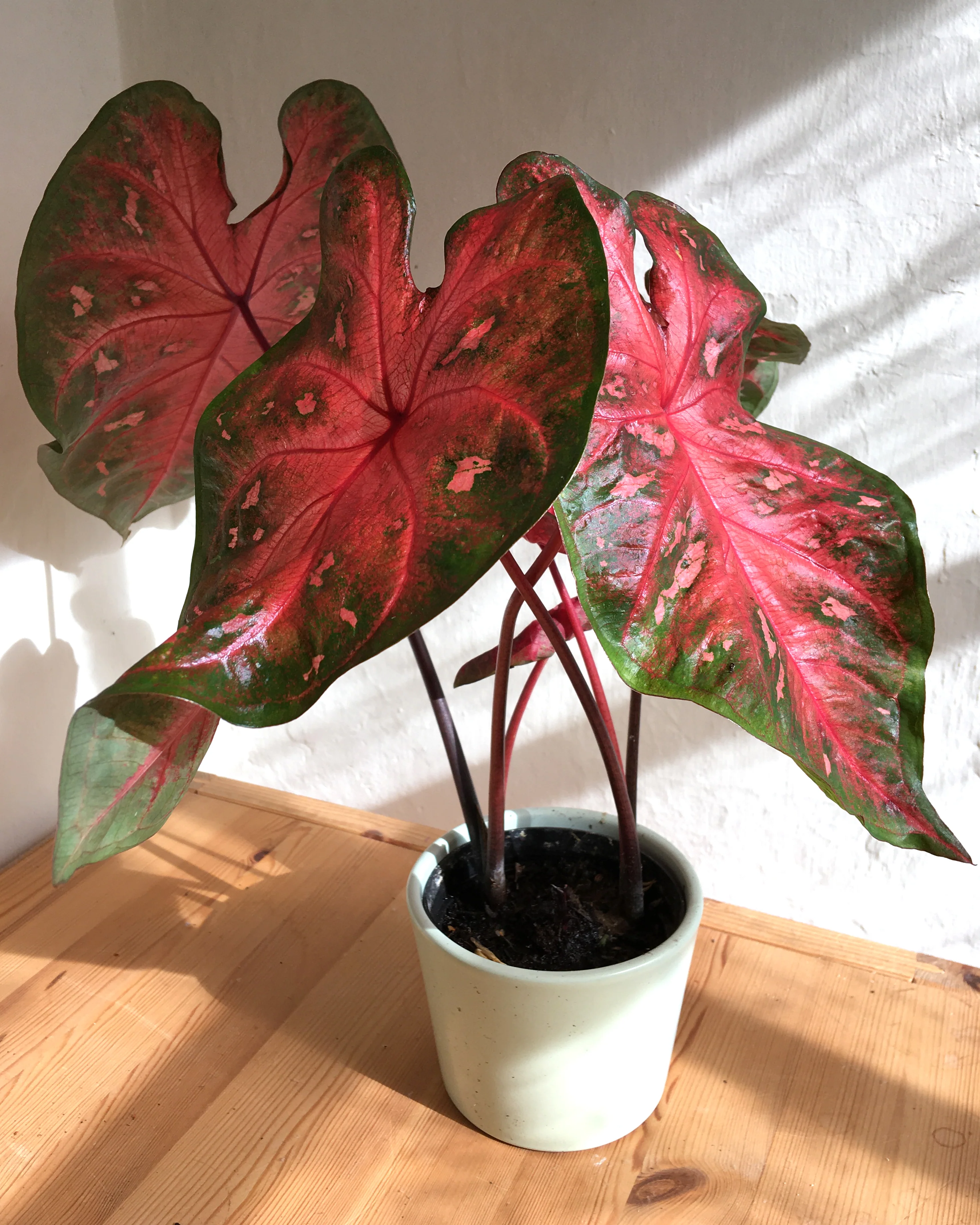 Caladium 'Red Flash' - Image 5