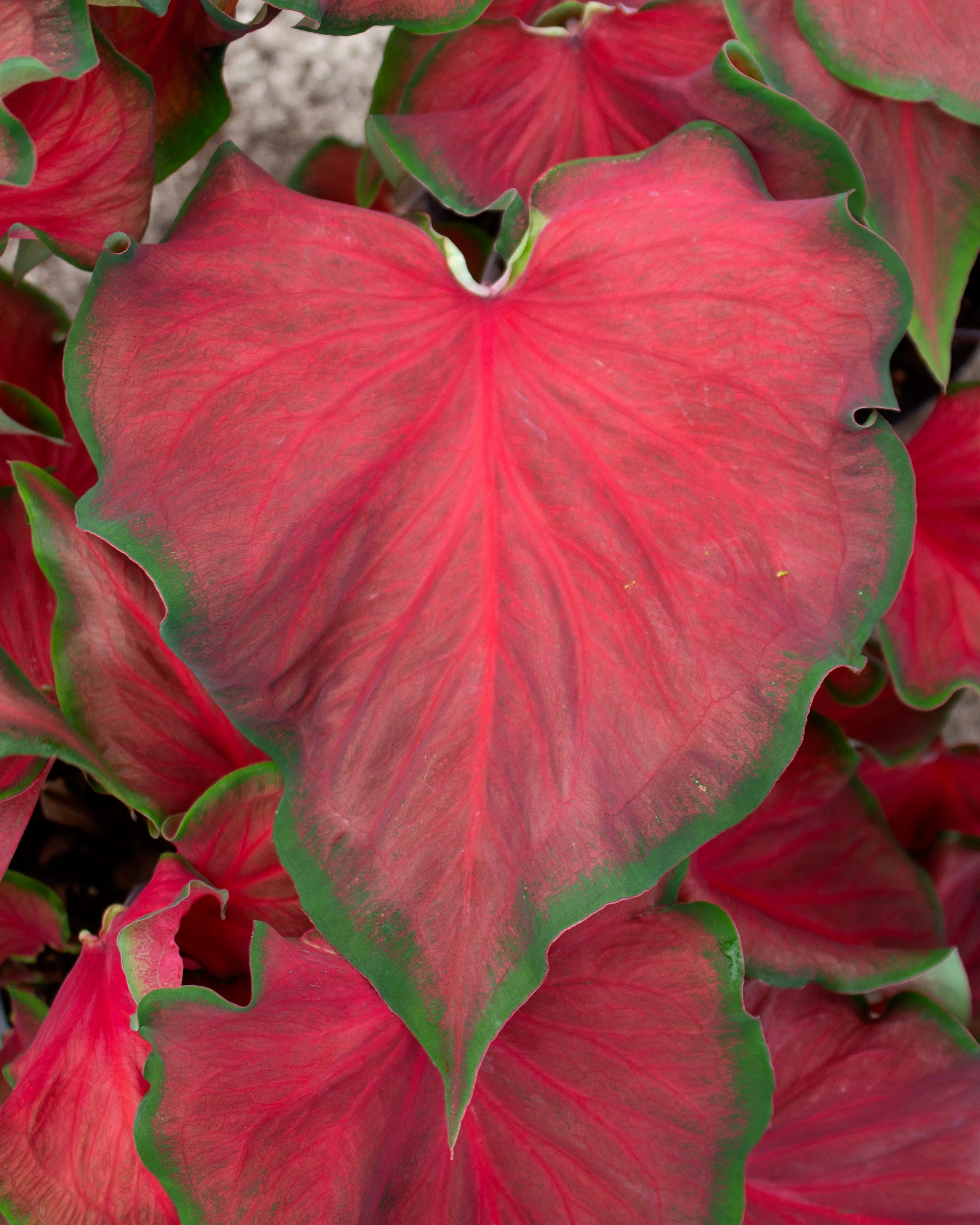 Caladium 'Red Ruffles' - Image 2