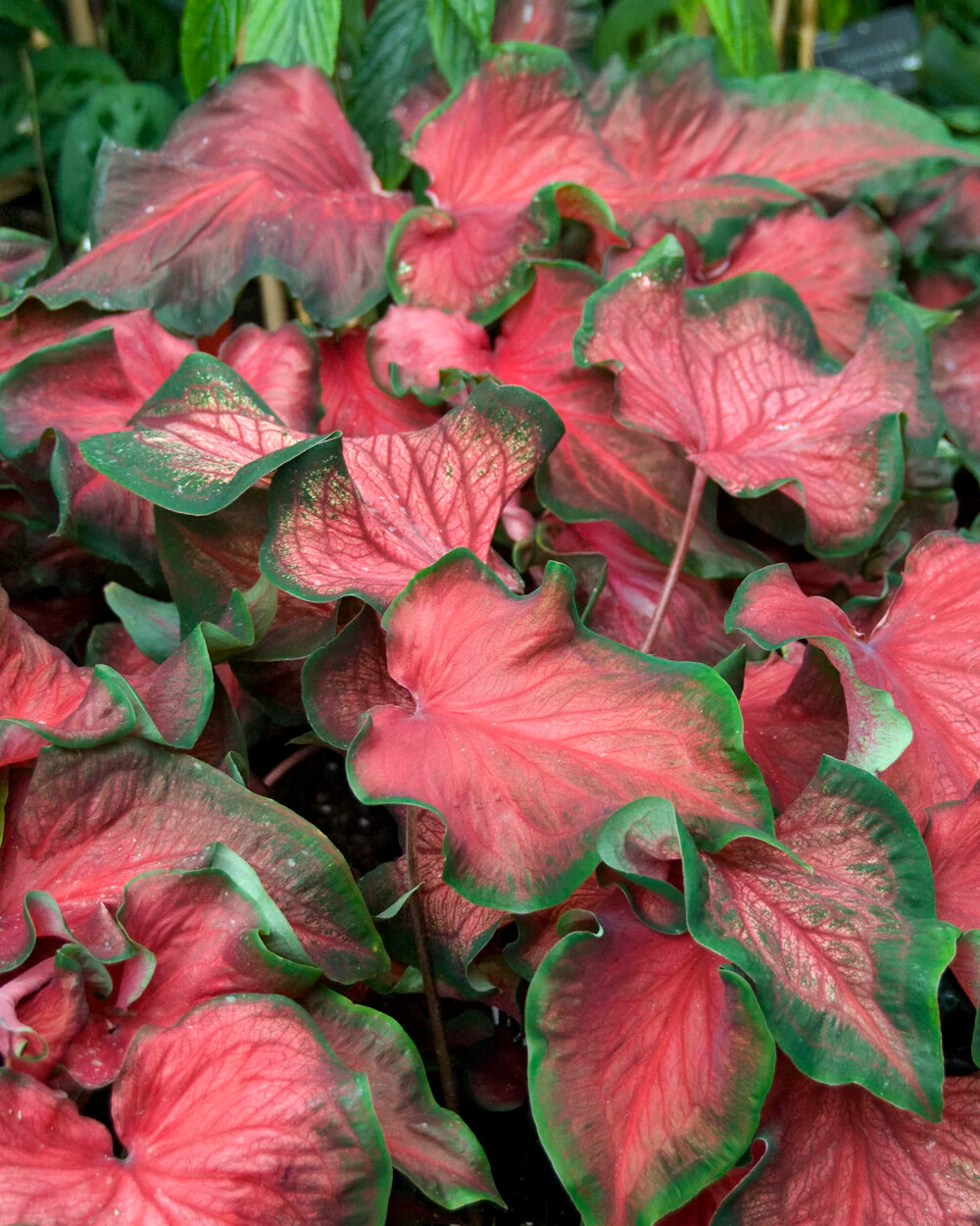 Caladium 'Red Ruffles' - Image 3