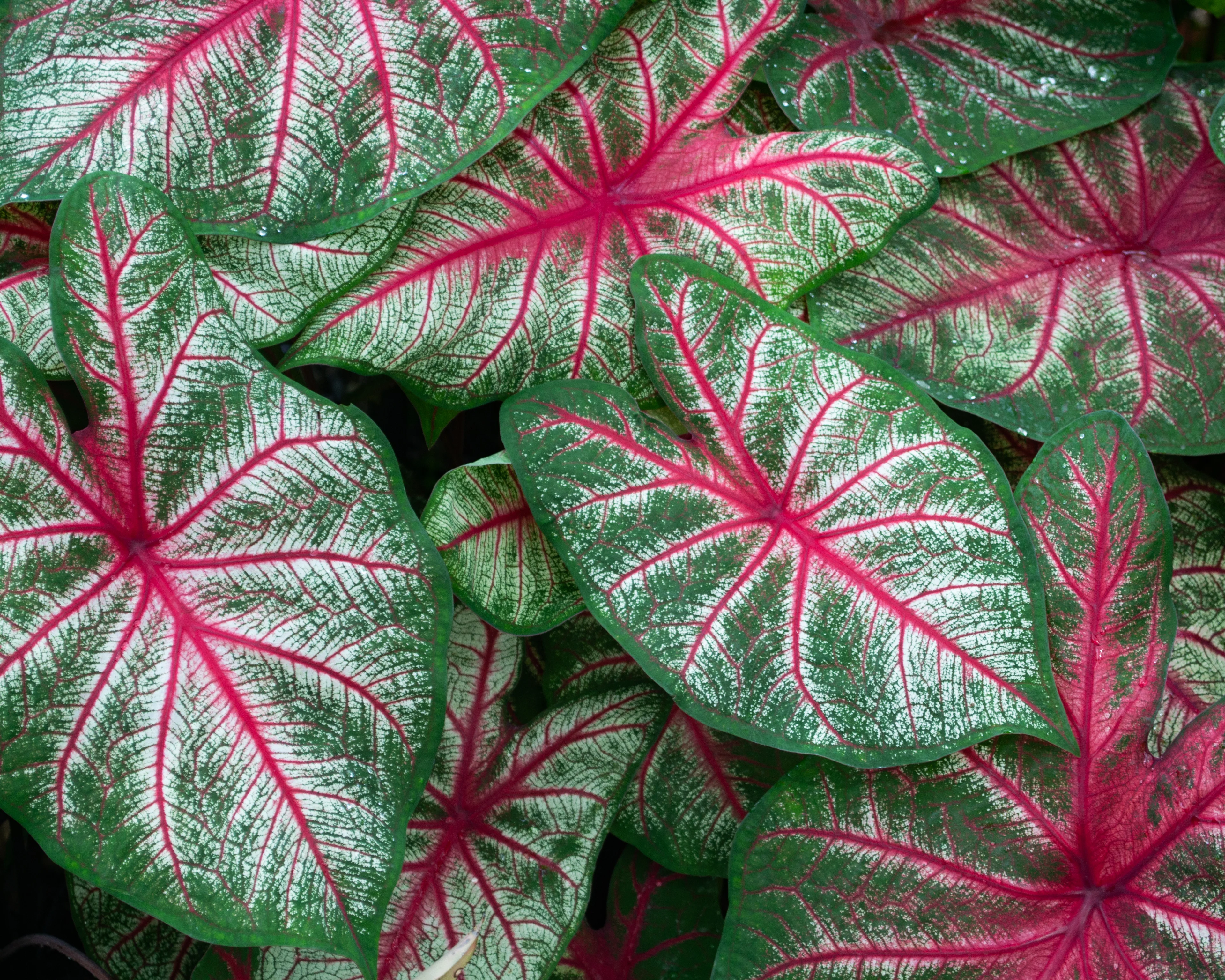 Caladium 'Rosebud' - Image 4