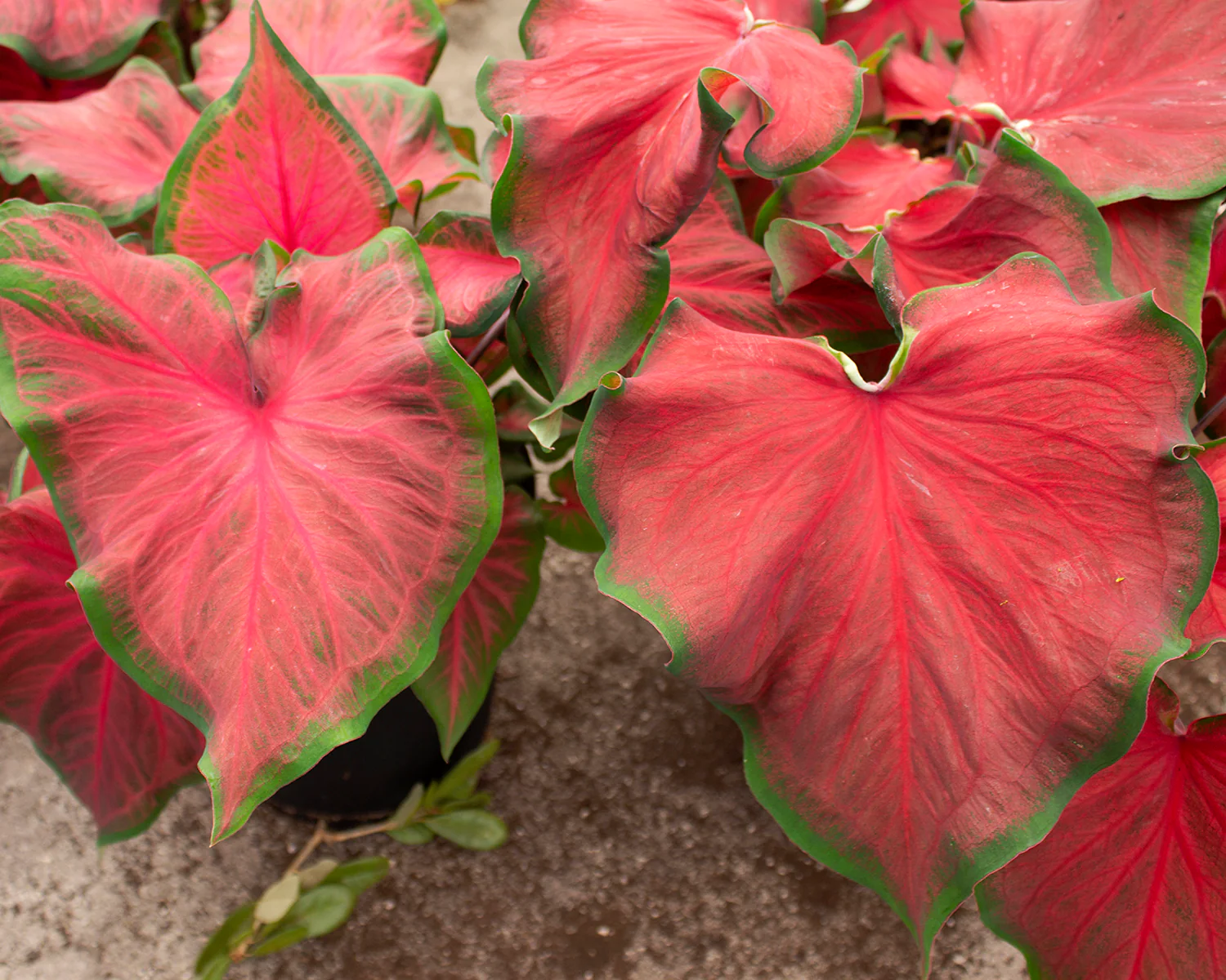 Caladium 'Salsa' - Image 2
