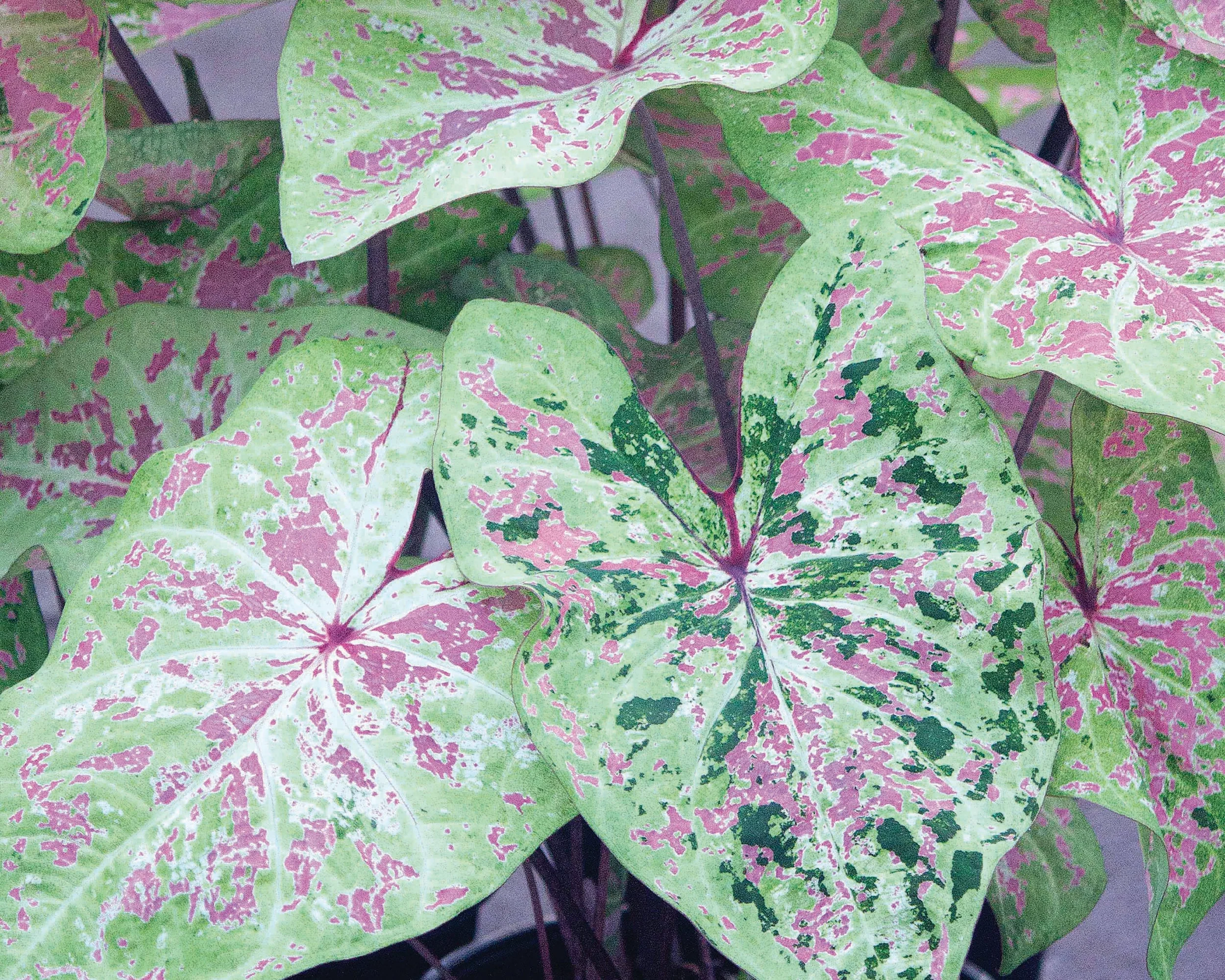 Caladium 'Seafoam Pink' - Image 2