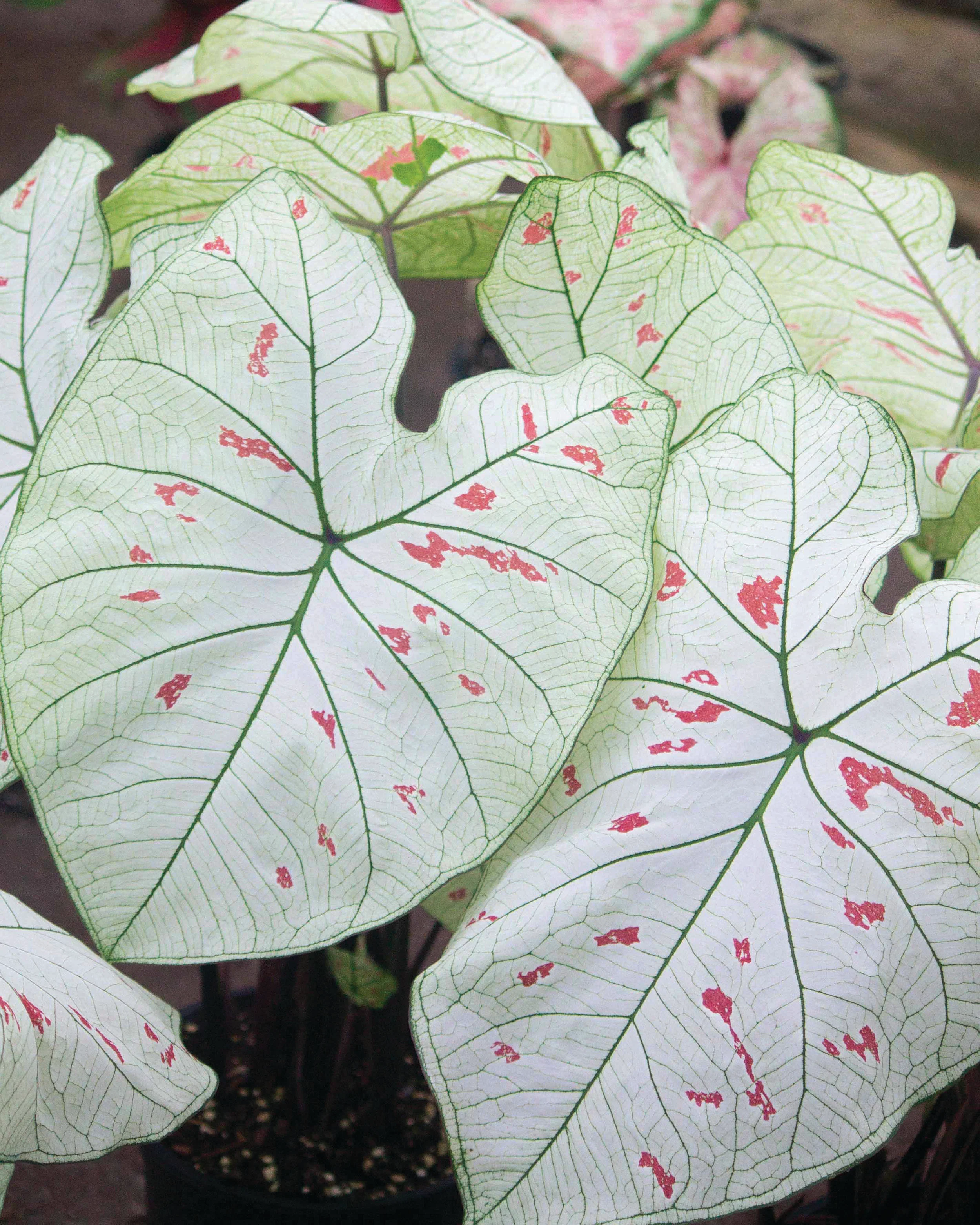 Caladium 'Strawberry Star'