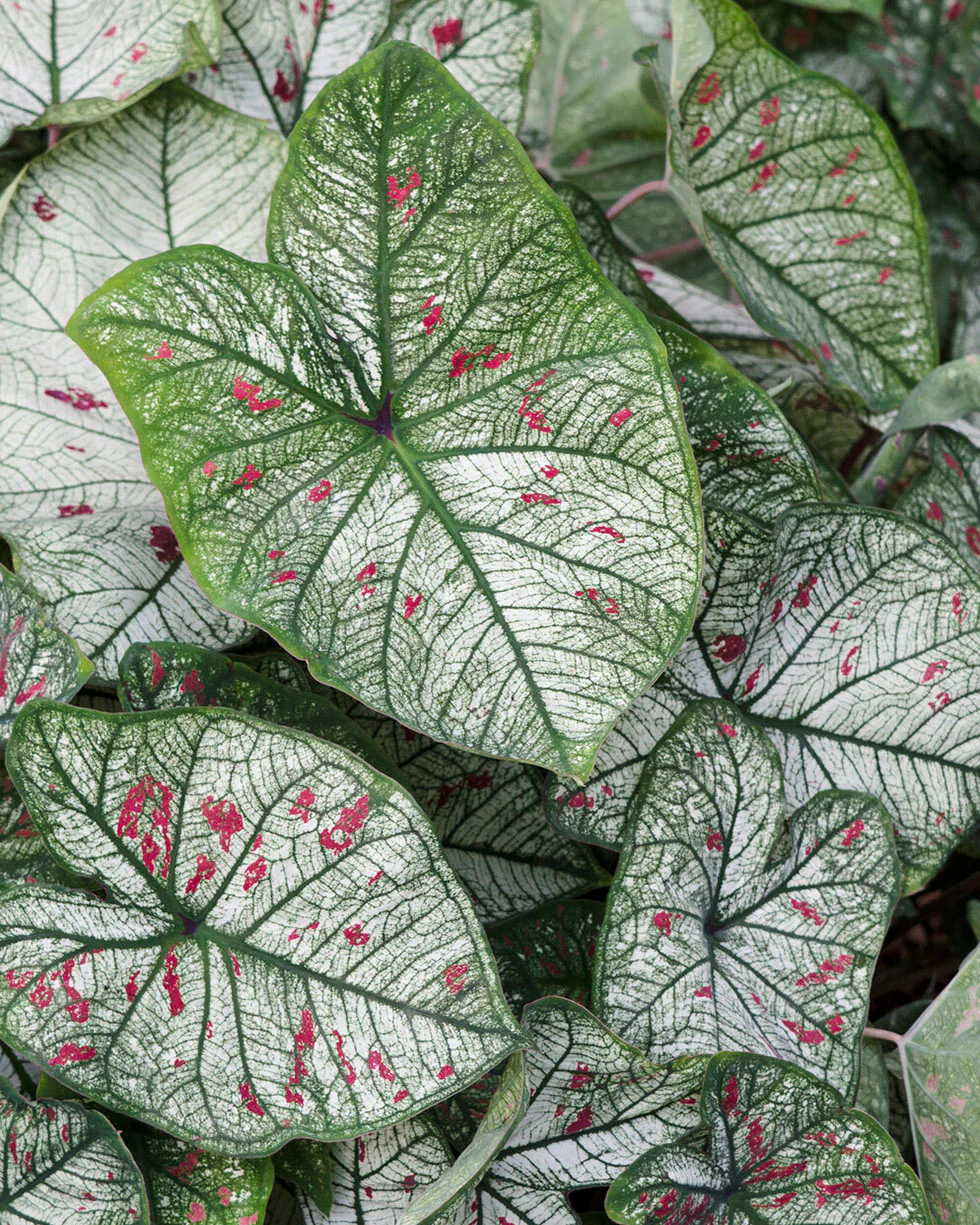 Caladium 'Strawberry Star' - Image 3