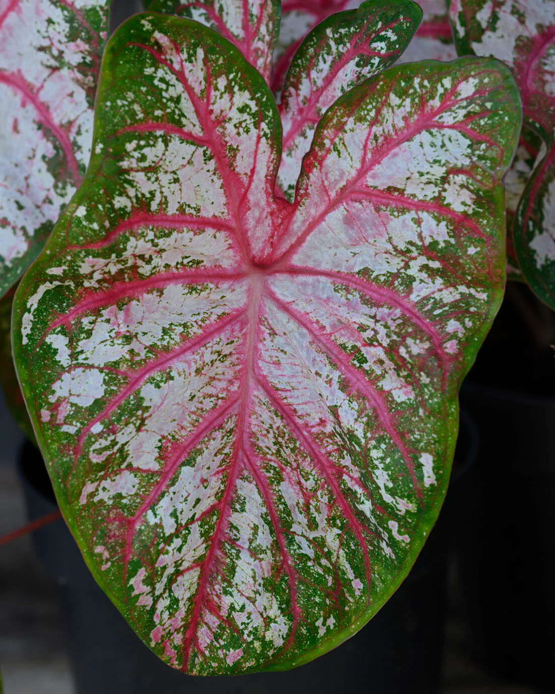 Caladium 'Tapestry' - Image 5