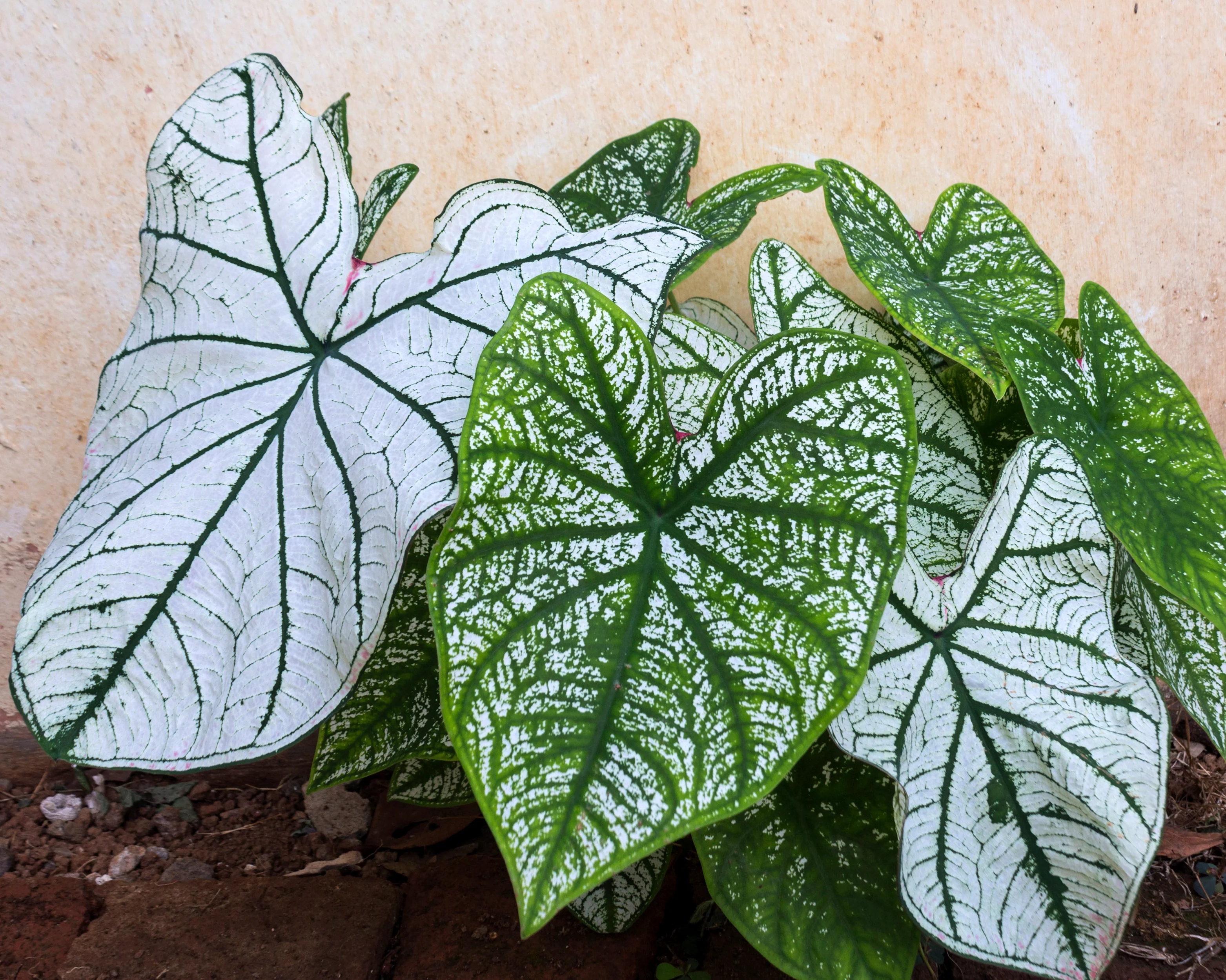Caladium 'White Christmas' - Image 3