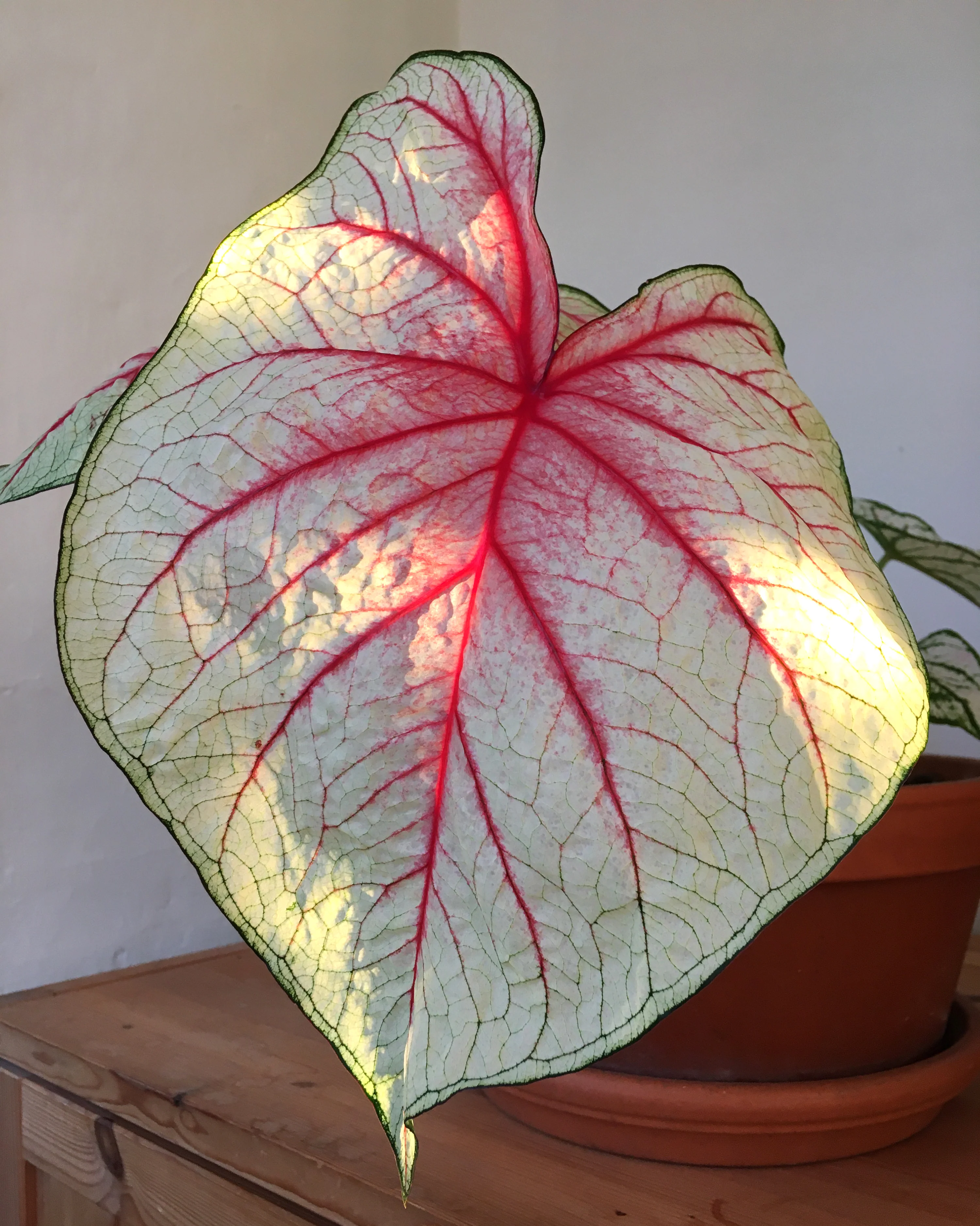Caladium 'White Queen' - Image 3