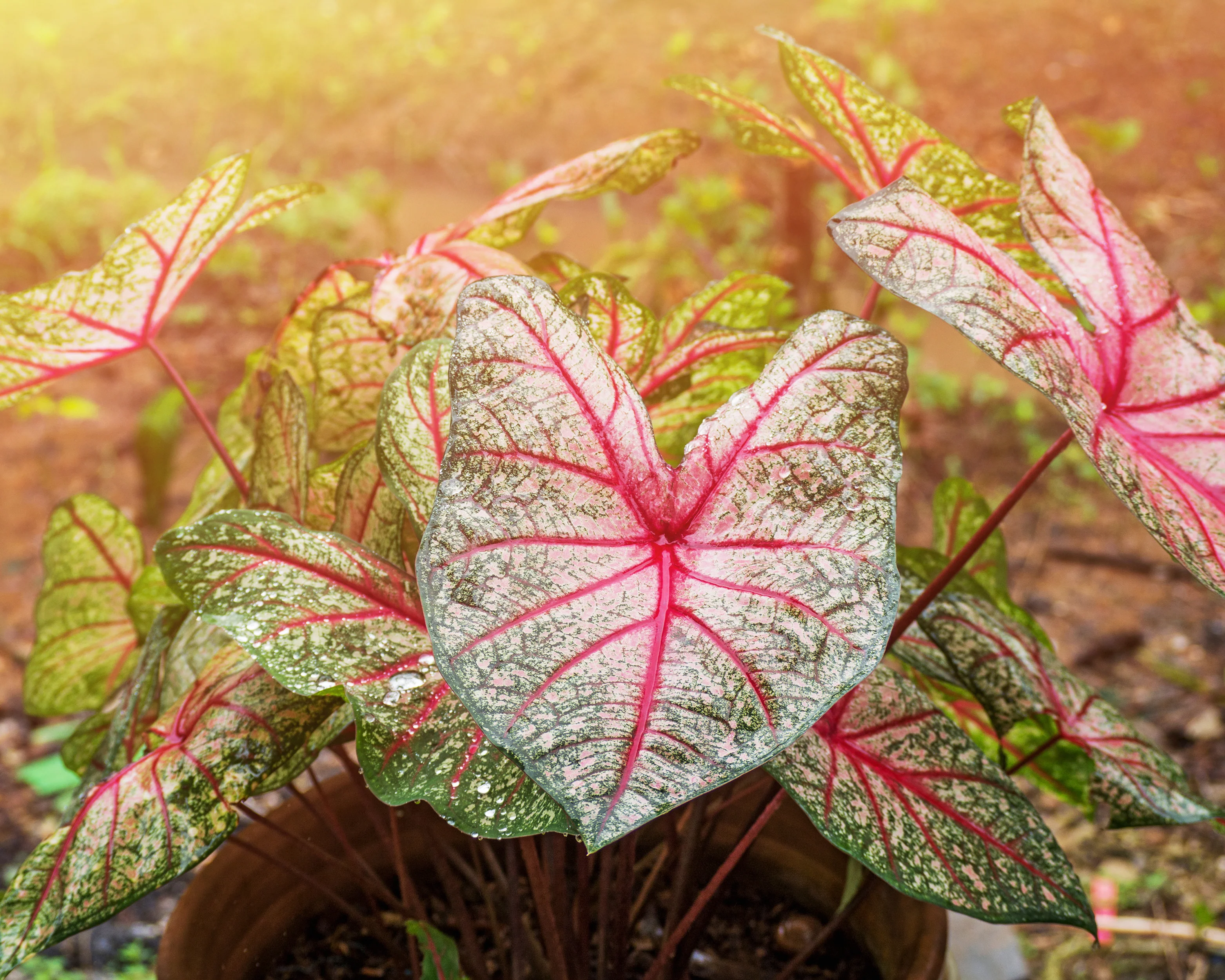 Caladium 'White Queen' - Image 4