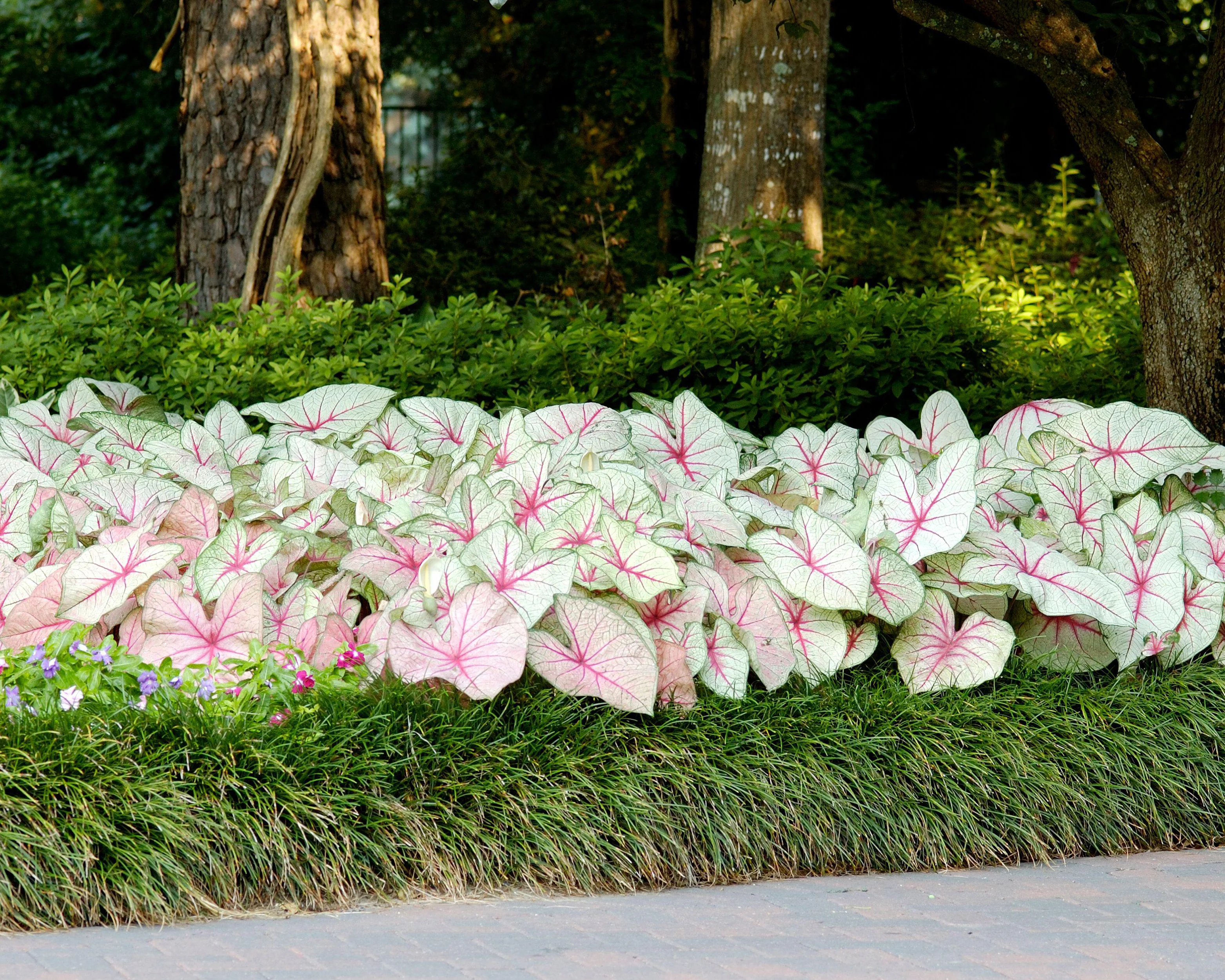Caladium 'White Queen' - Image 5
