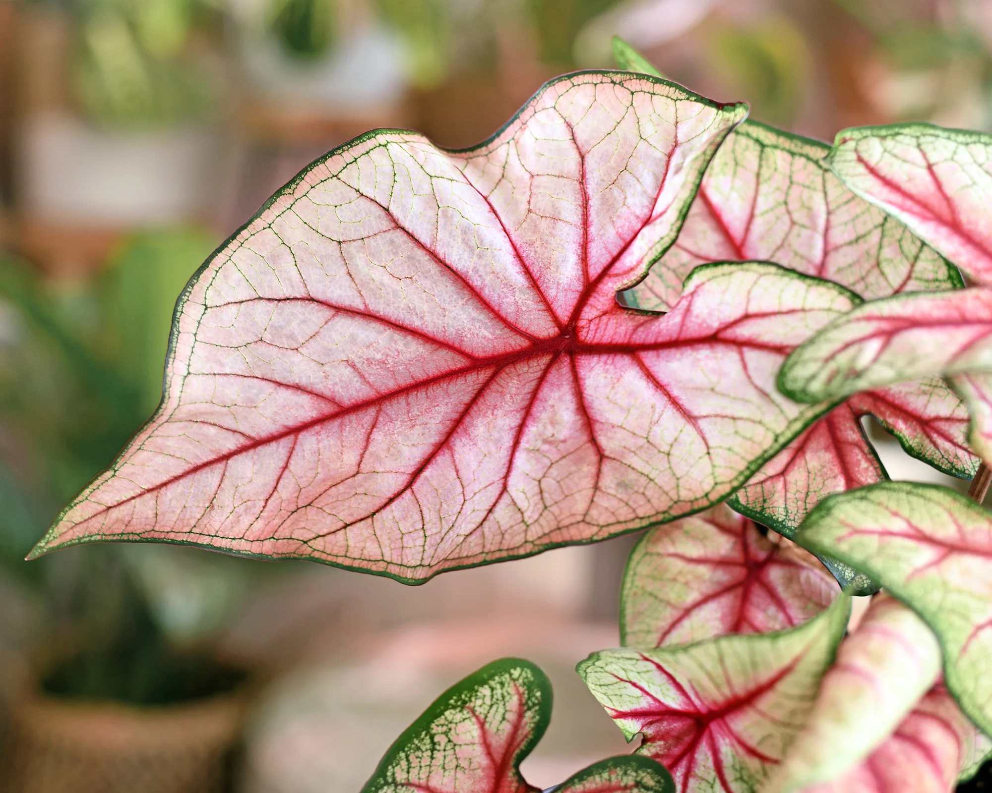 Caladium 'White Queen' - Image 6