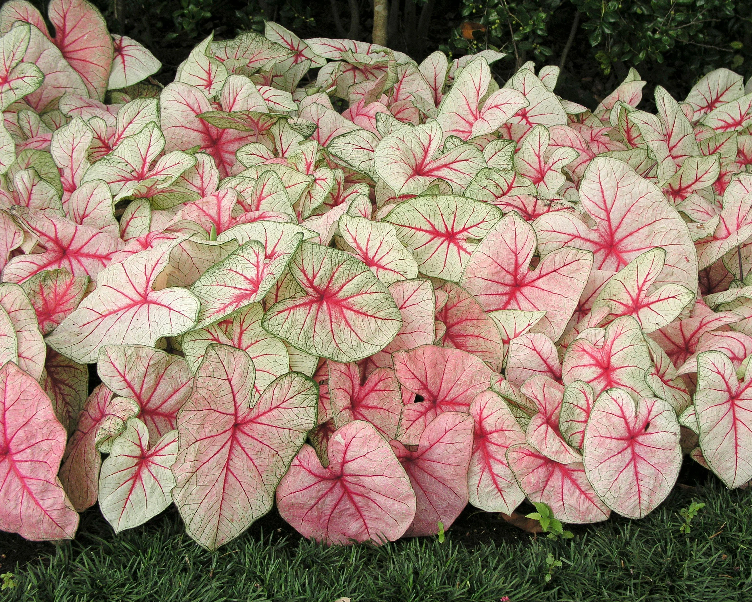 Caladium 'White Queen' - Image 7