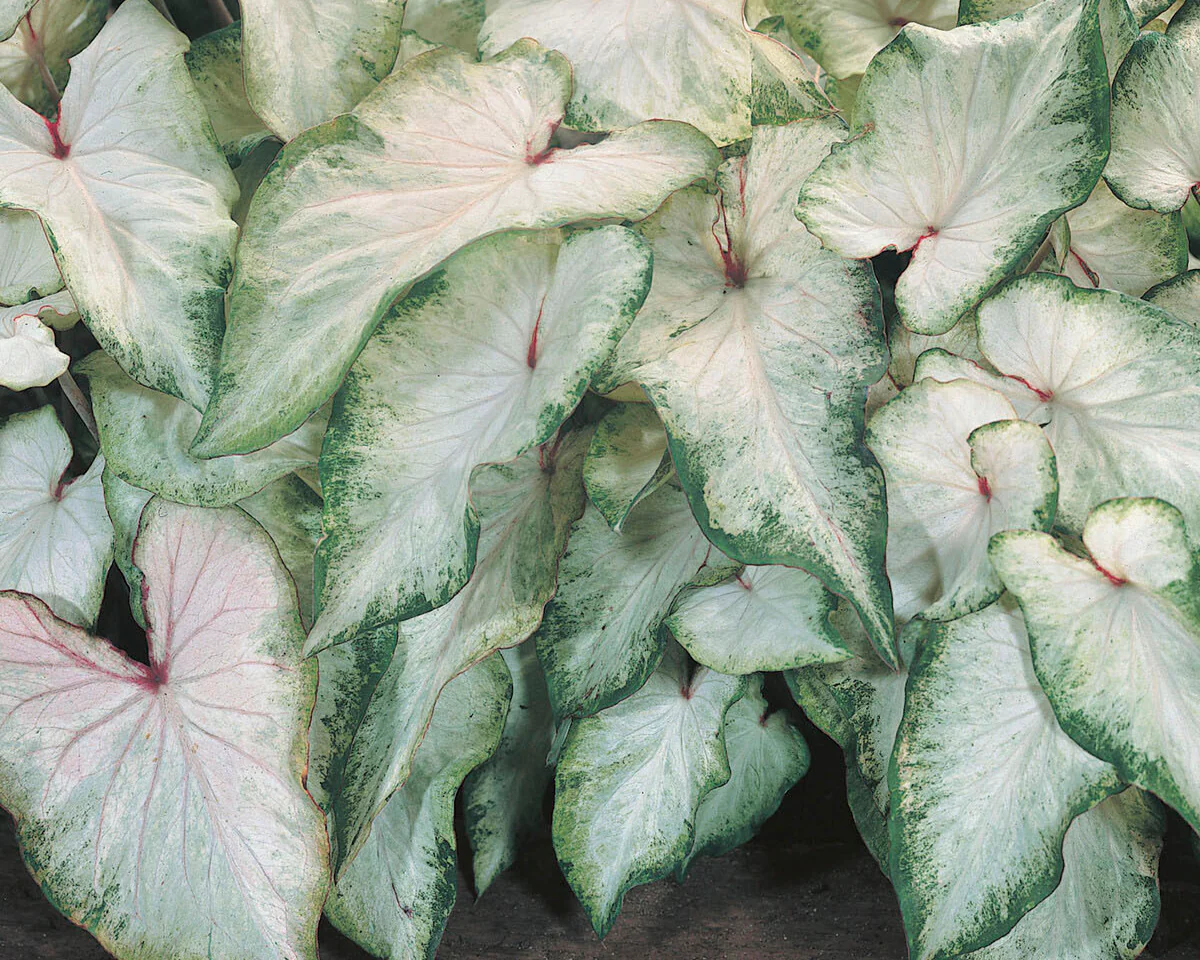 Caladium 'White Wing' - Image 2