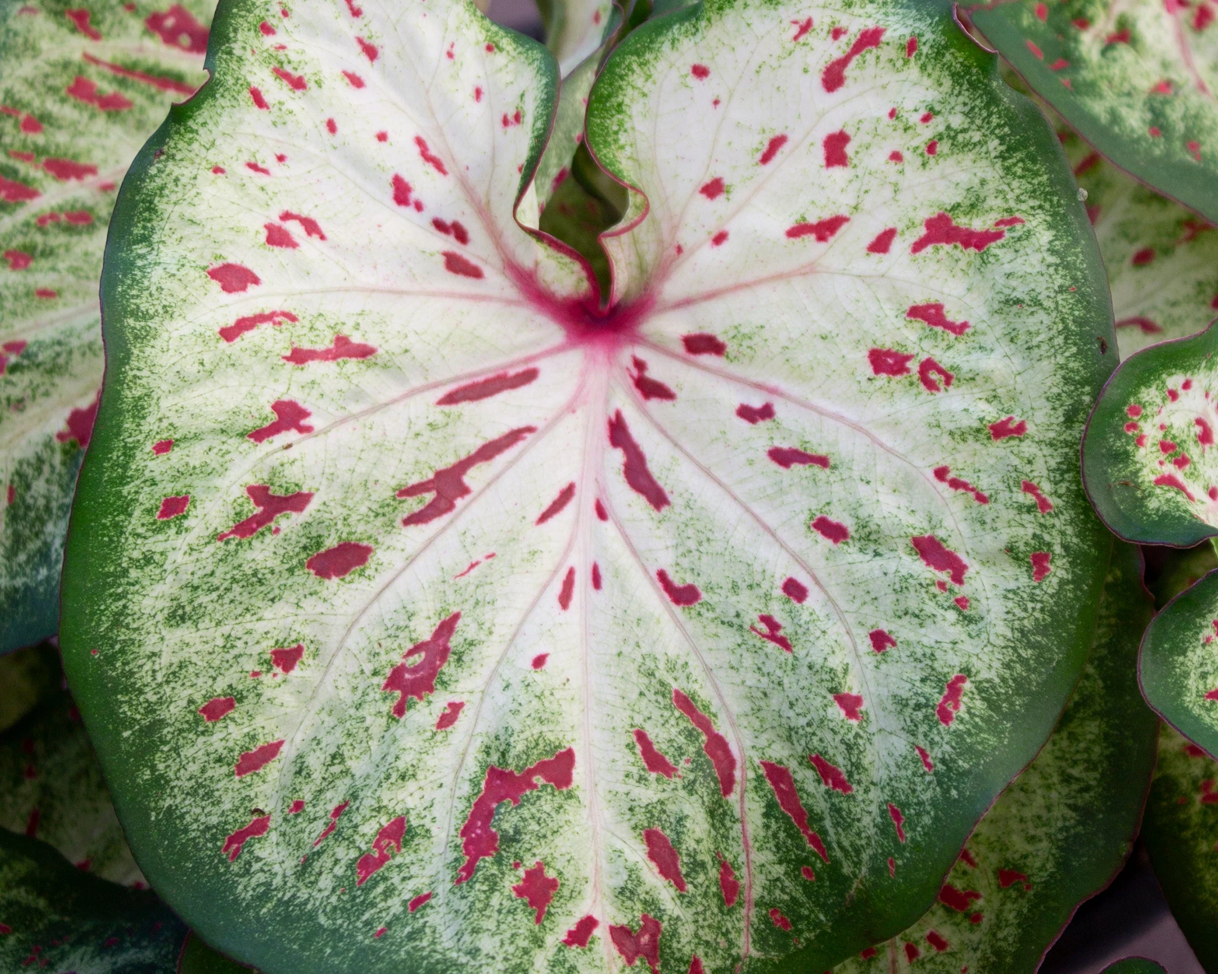 Caladium 'Wonderland' - Image 2