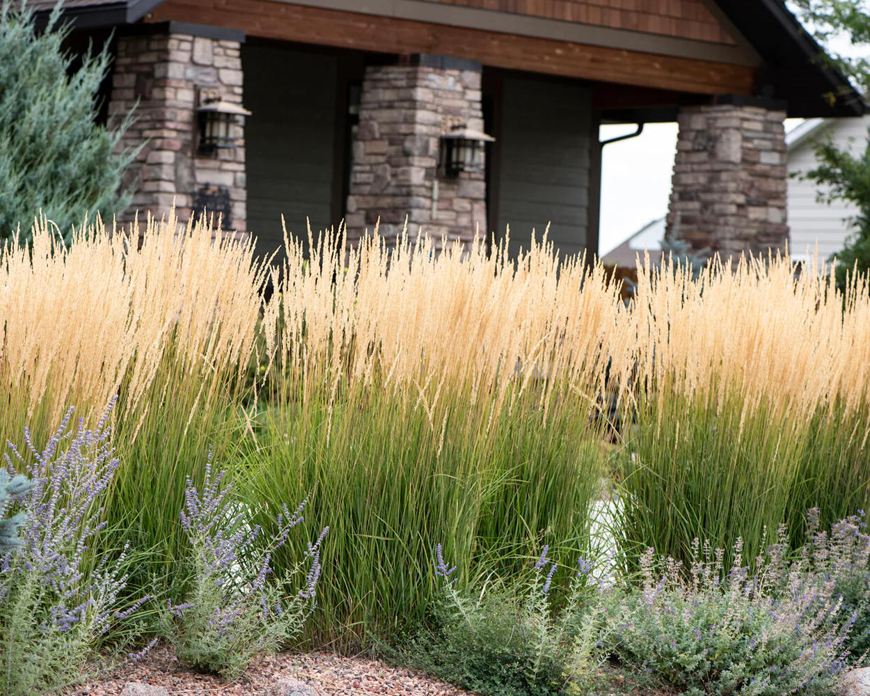 Calamagrostis 'Karl Foerster' - Image 16