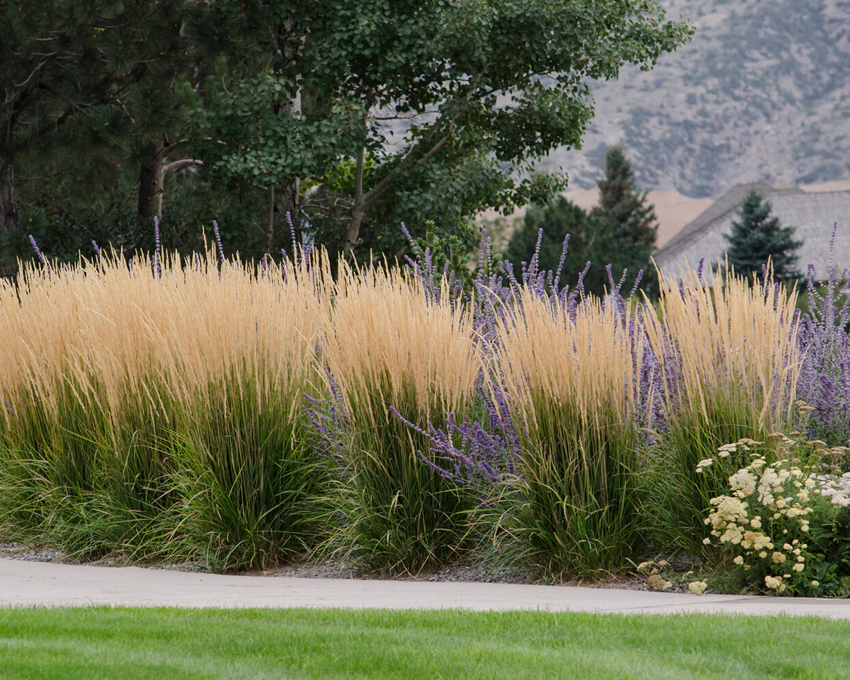 Calamagrostis 'Karl Foerster' - Image 17