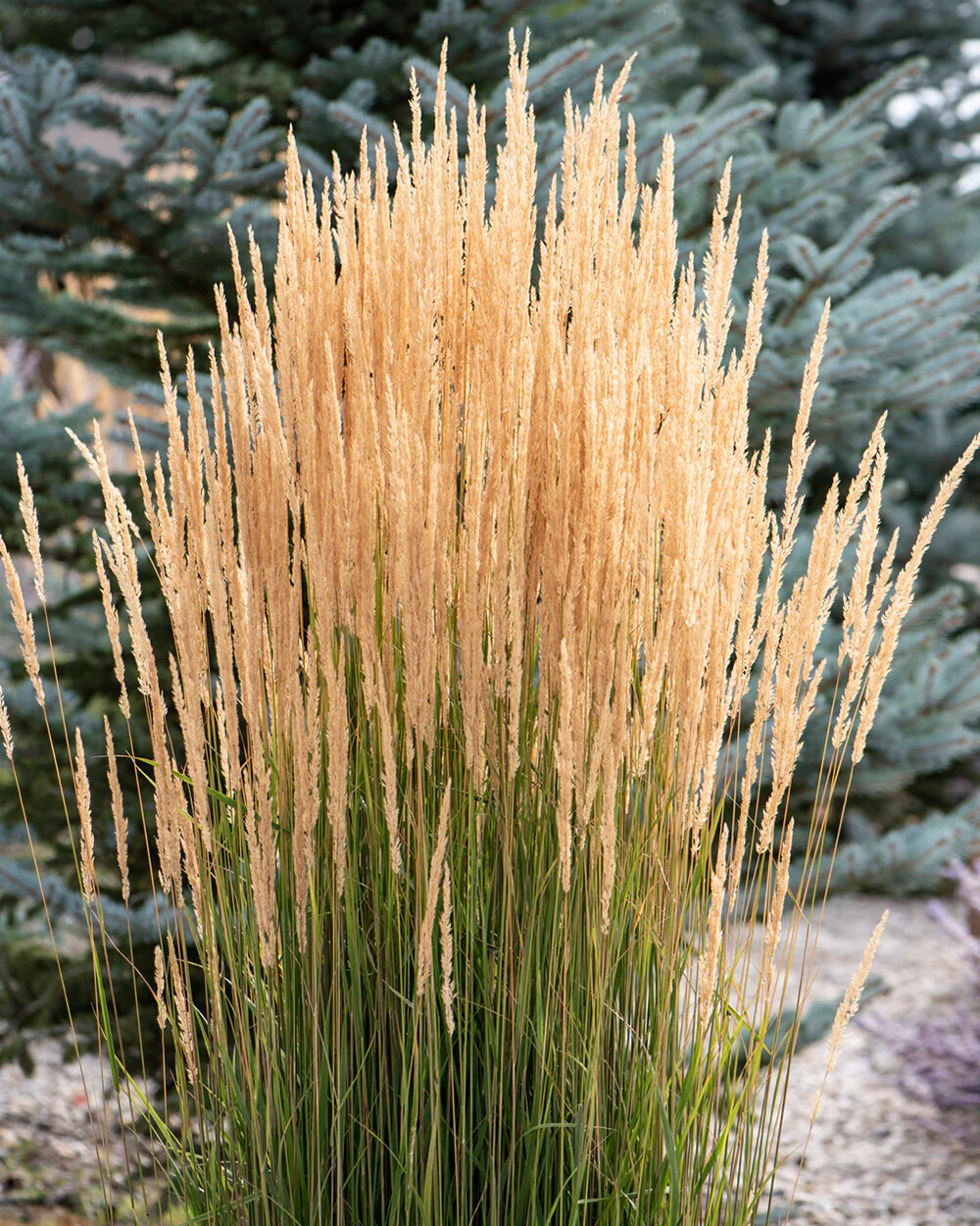 Calamagrostis 'Karl Foerster' - Image 5