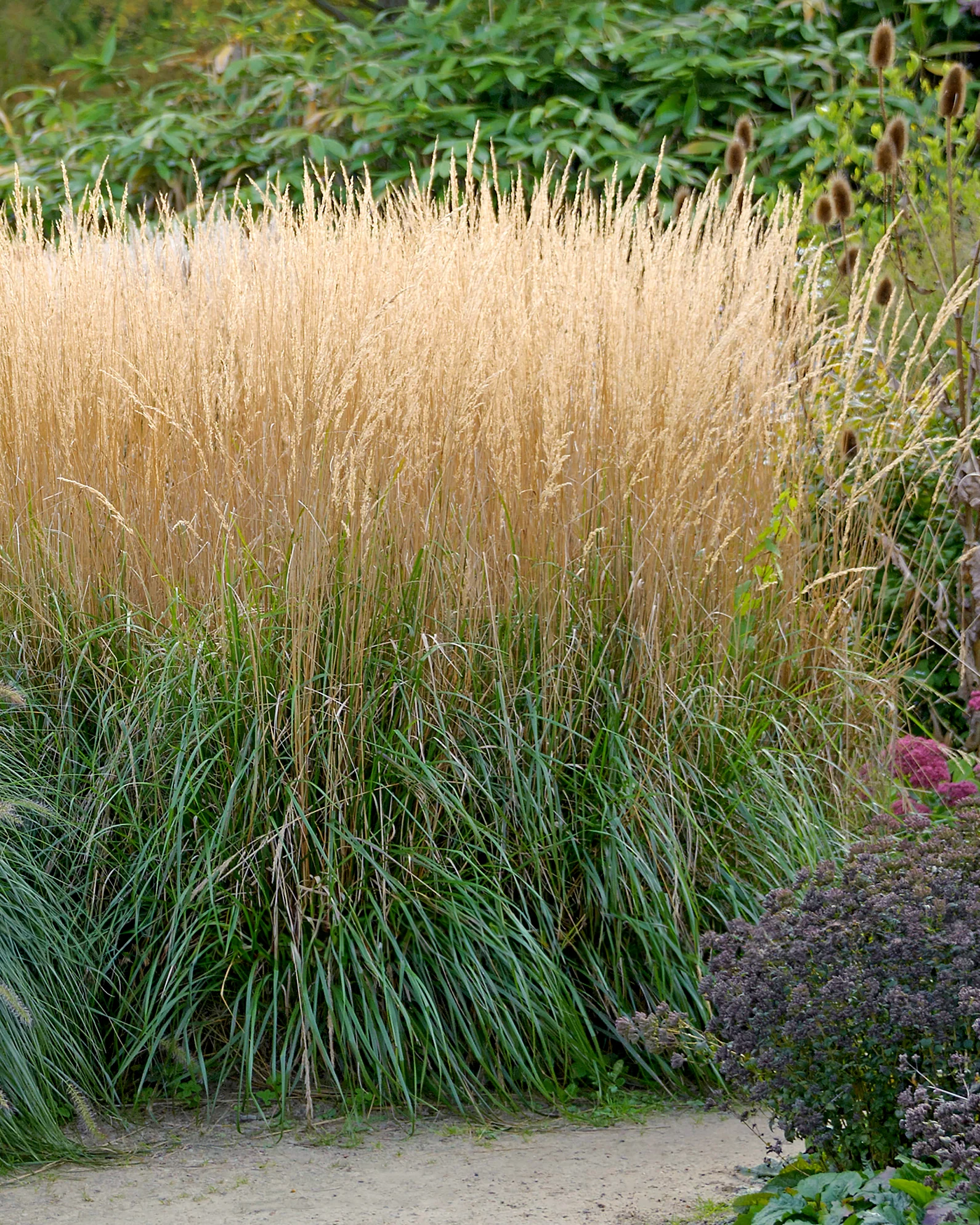 Calamagrostis 'Karl Foerster' - Image 6