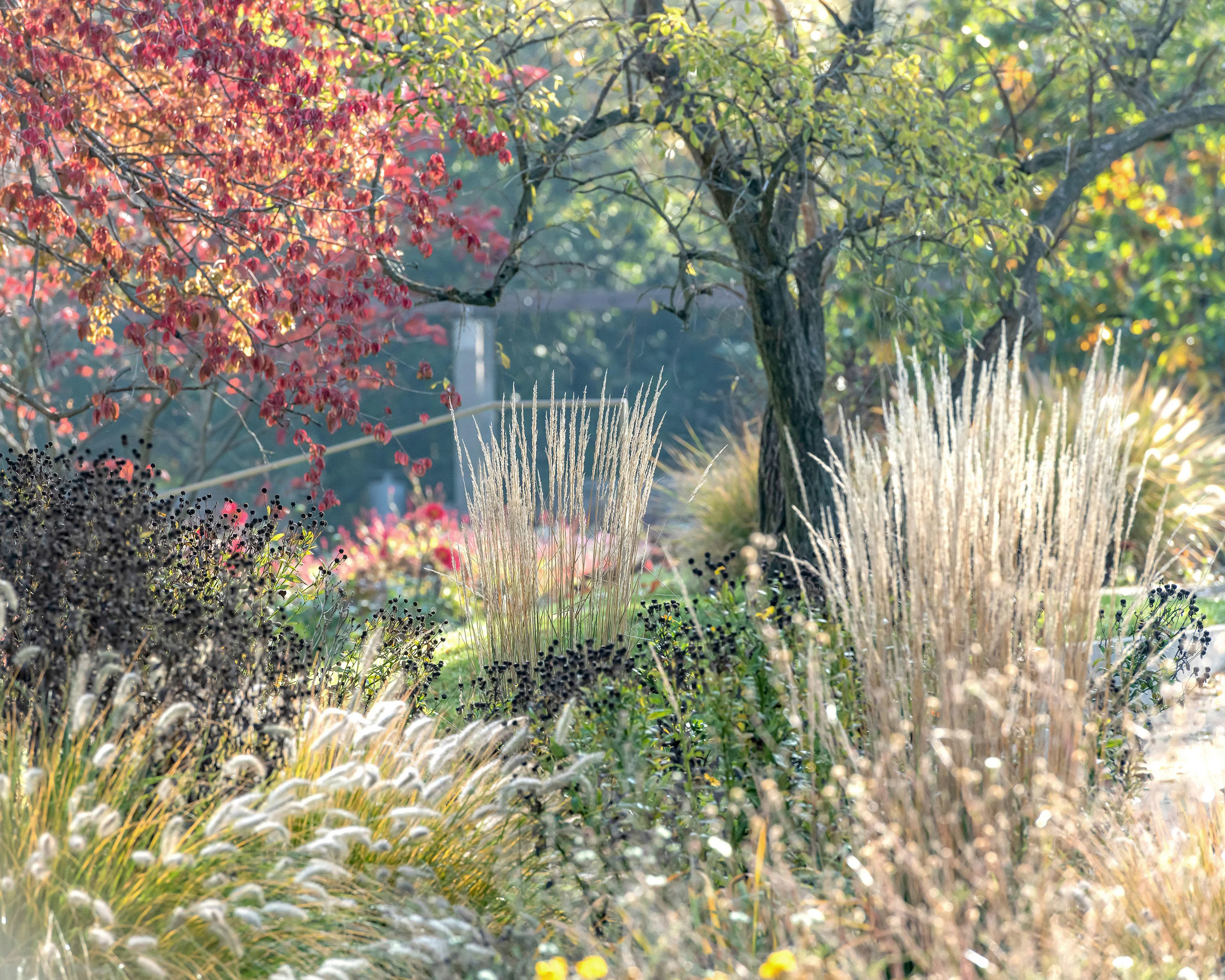 Calamagrostis 'Karl Foerster' - Image 8