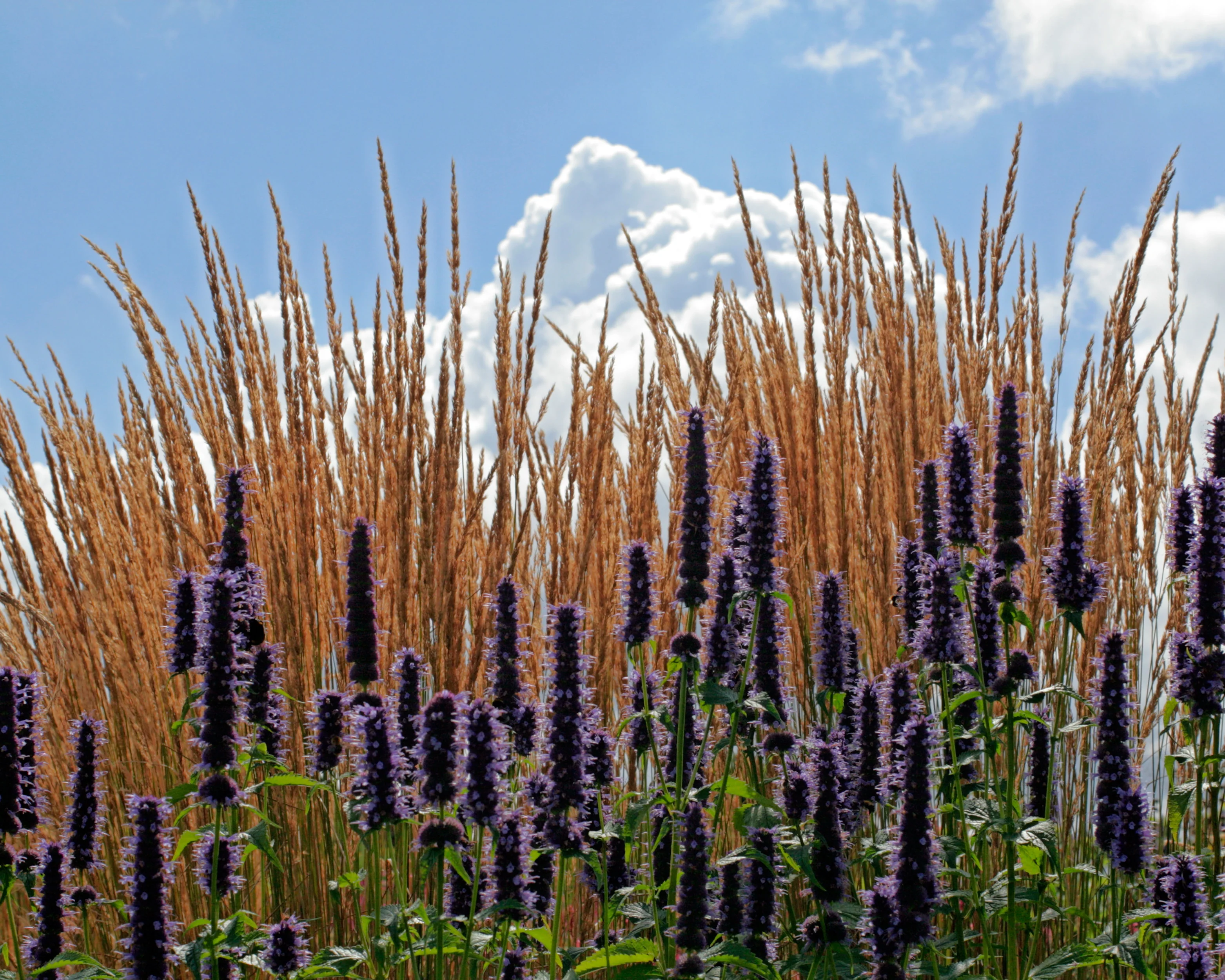 Calamagrostis 'Karl Foerster' - Image 9
