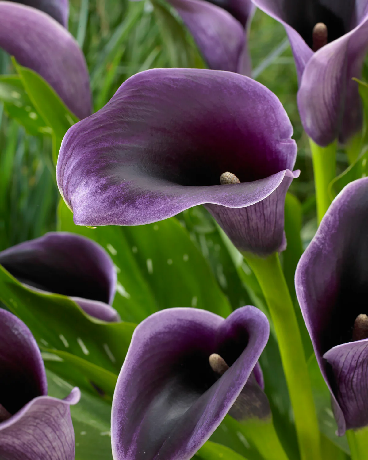 Calla 'Akela' - Image 2