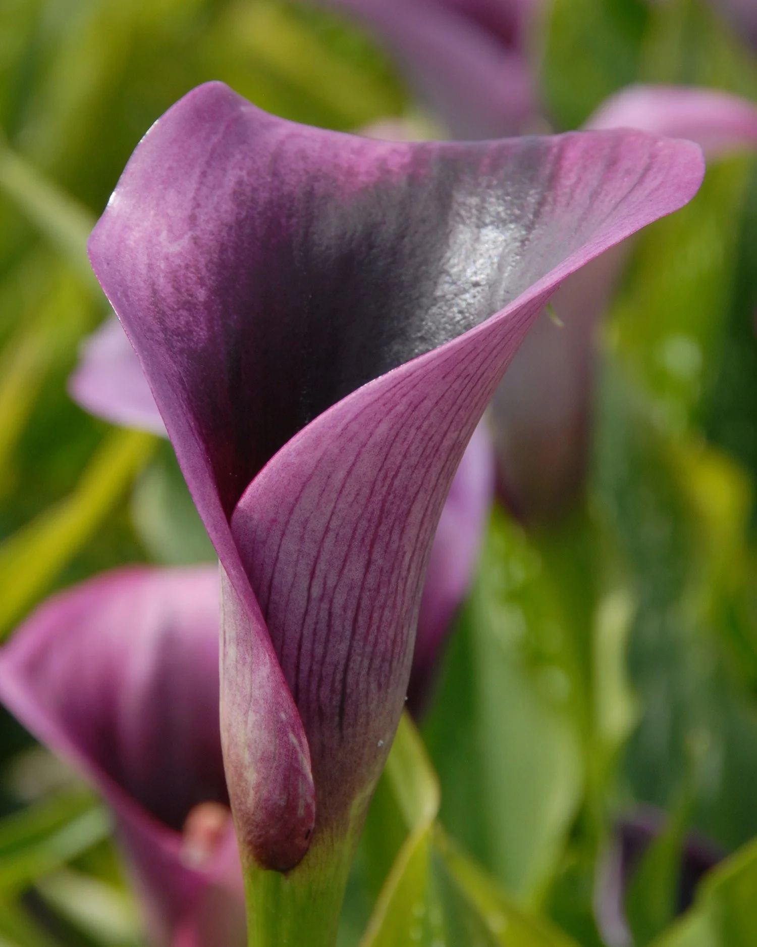 Calla 'Akela' - Image 4