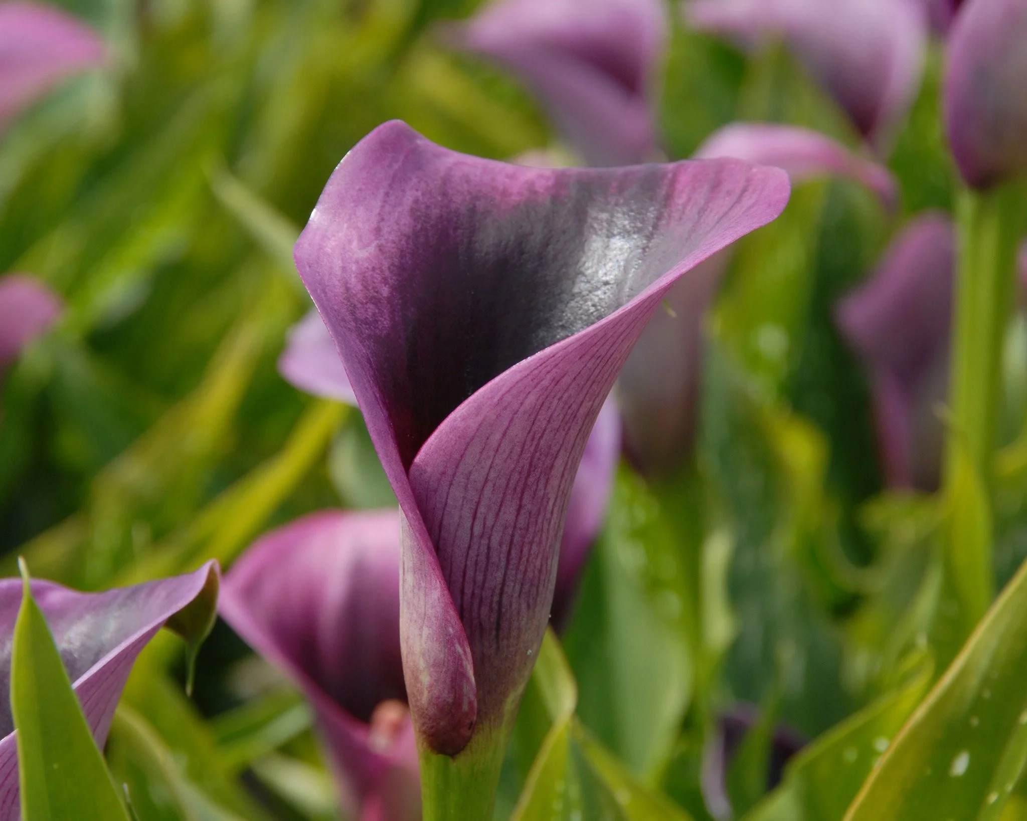 Calla 'Akela' - Image 6