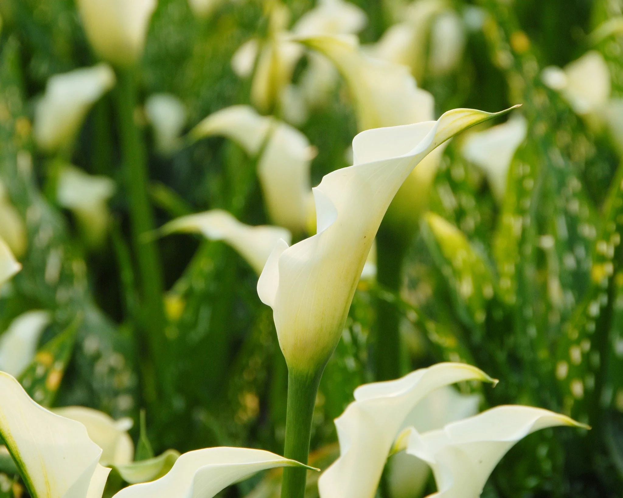 Calla albomaculata - Image 2