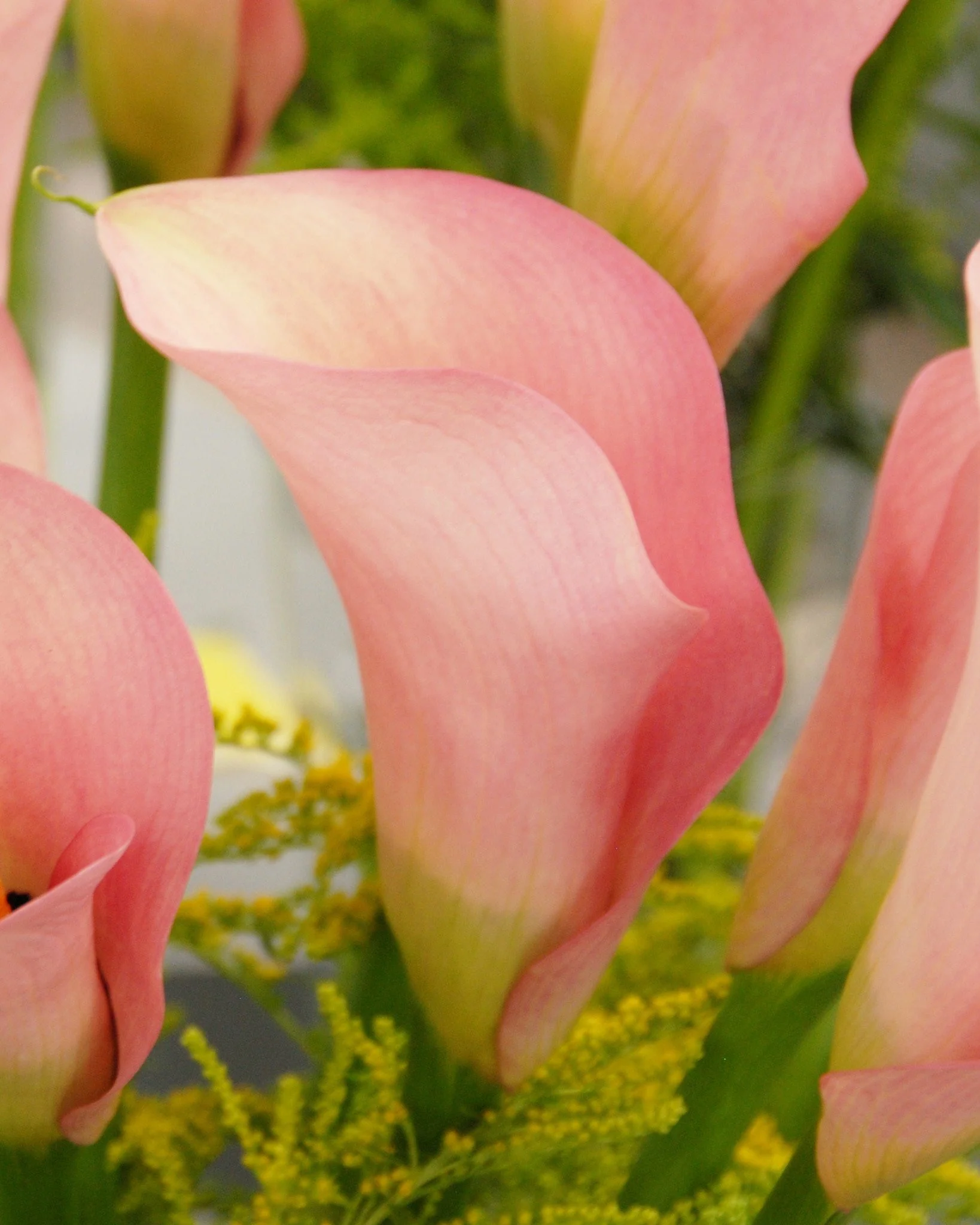 Calla 'Auckland' - Image 3