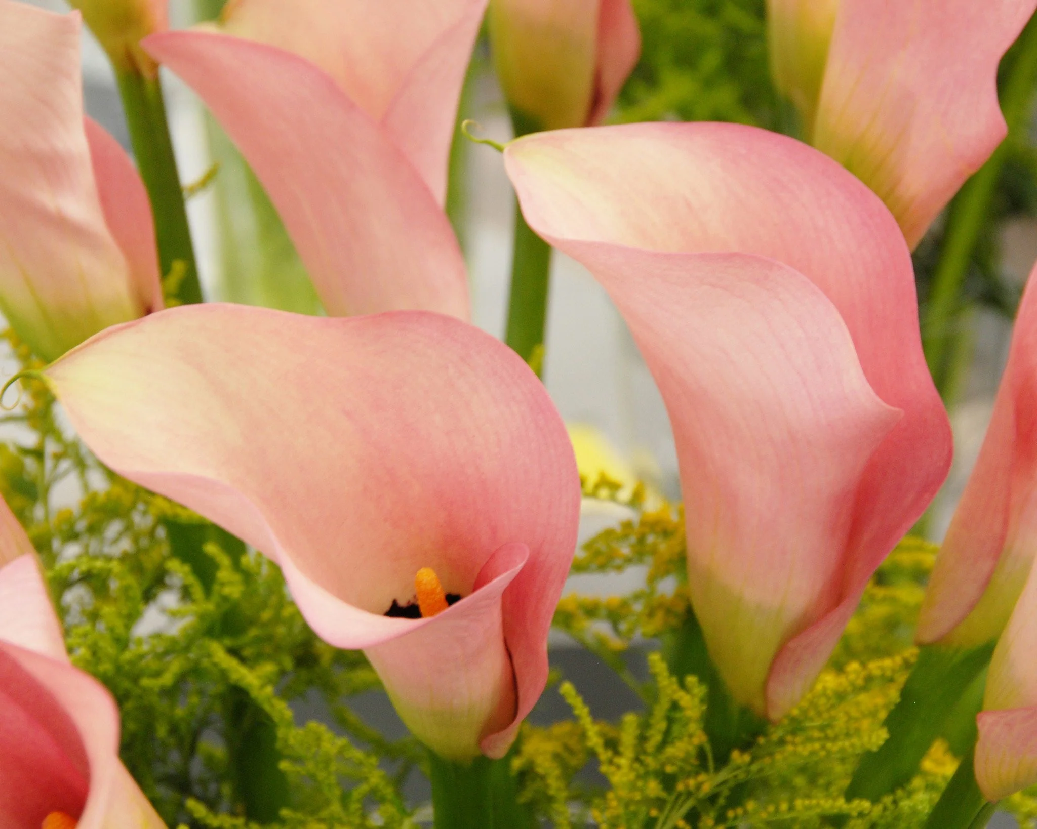 Calla 'Auckland' - Image 4