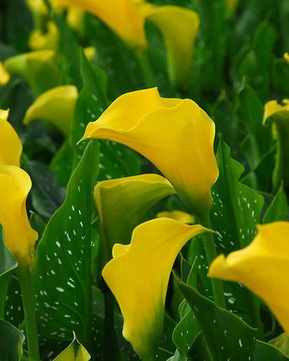 Calla 'Best Gold' - Image 4