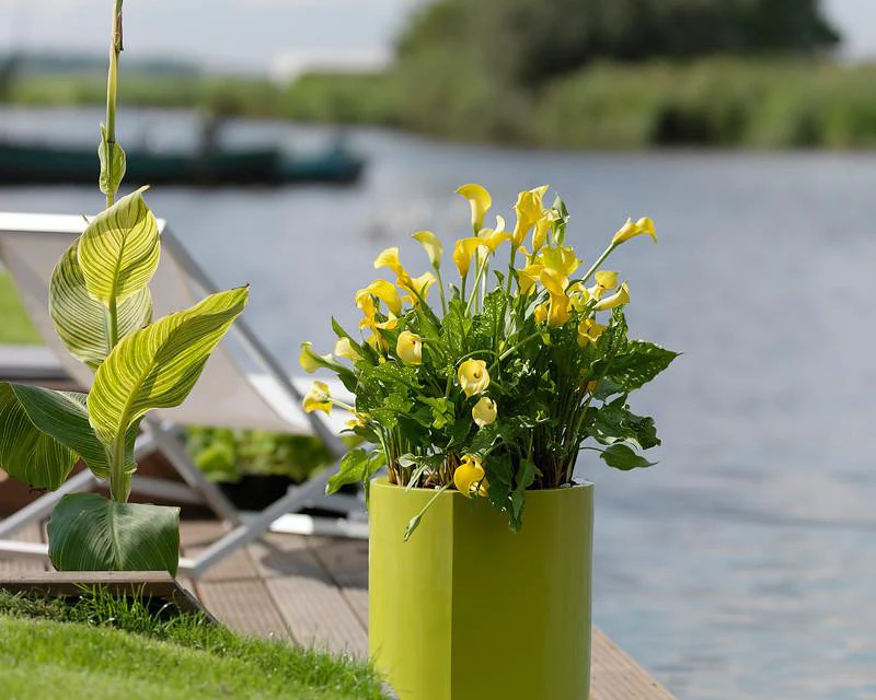 Calla 'Best Gold' - Image 5