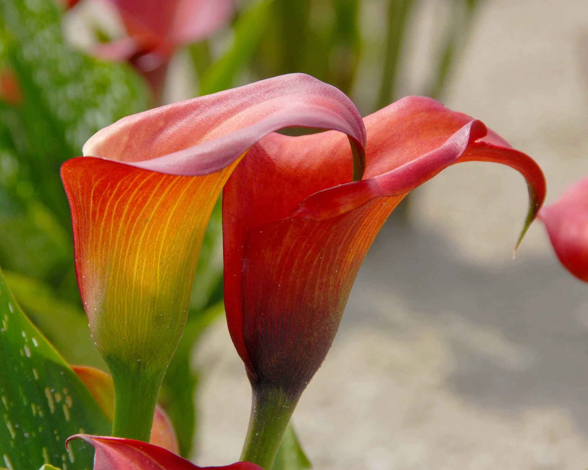 Calla 'Captain Murano' - Image 3