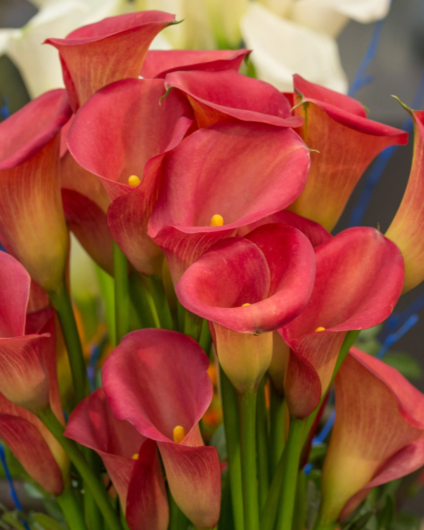 Calla 'Captain Murano' - Image 4