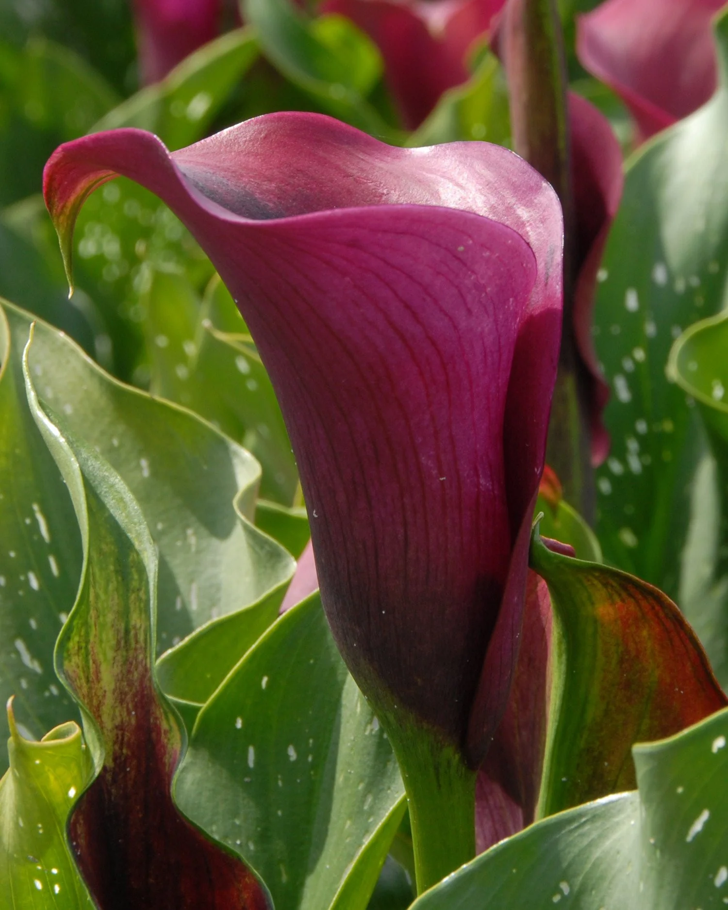 Calla 'Captain Prado' - Image 3