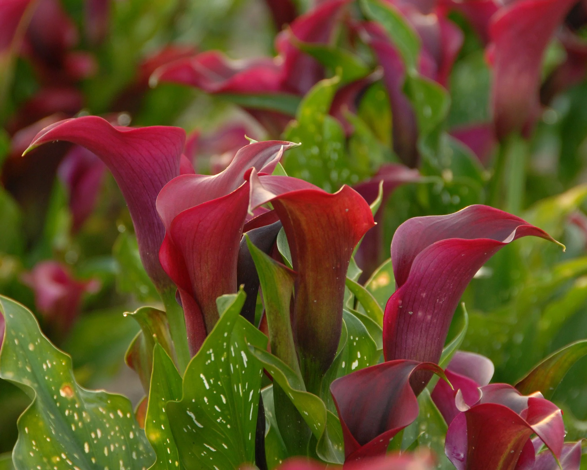 Calla 'Captain Prado' - Image 4