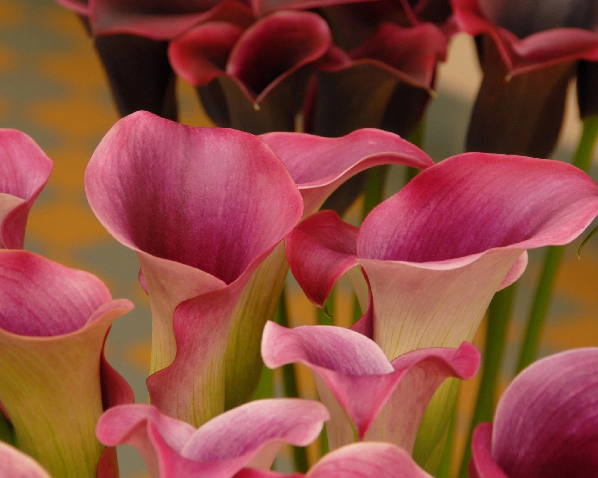Calla 'Captain Promise' - Image 5
