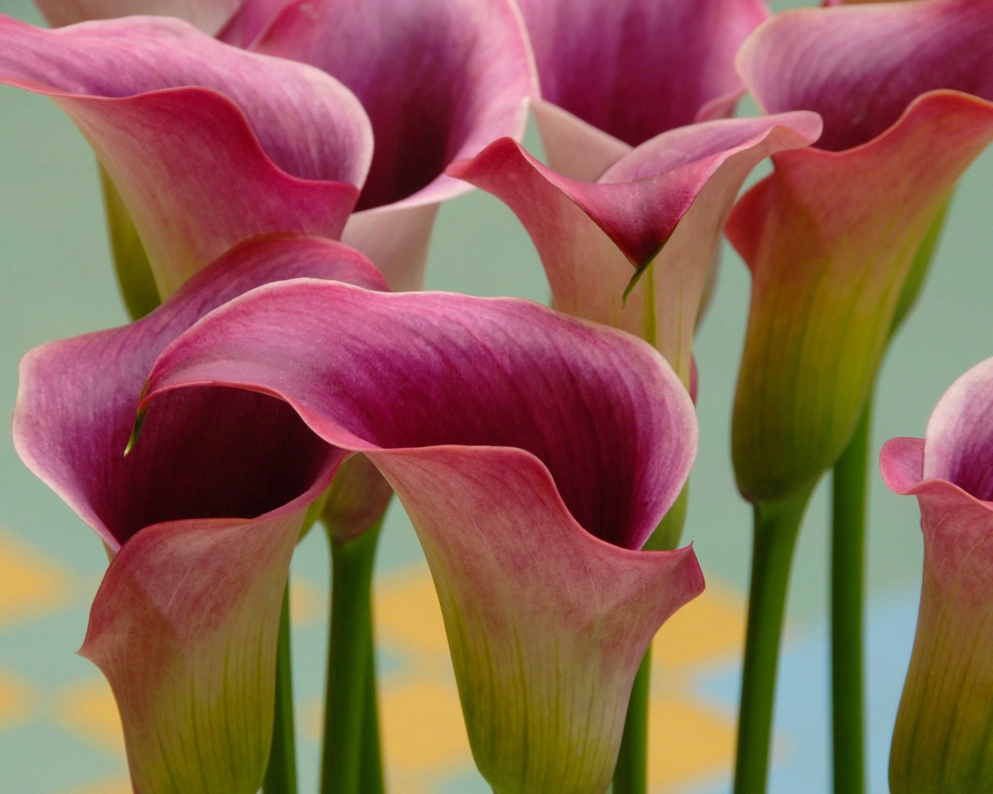 Calla 'Captain Promise' - Image 7