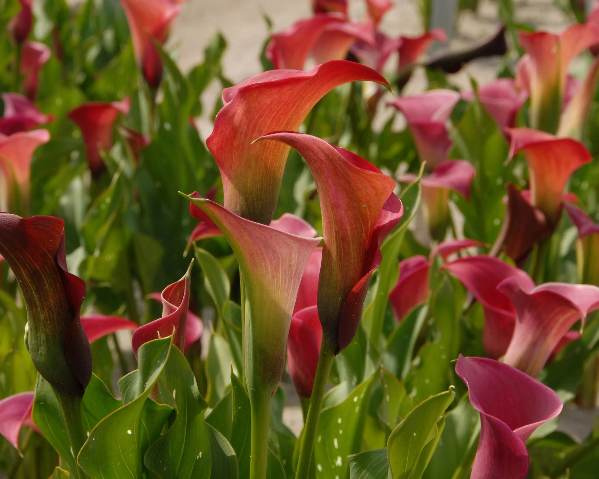 Calla 'Captain Romance - Image 2