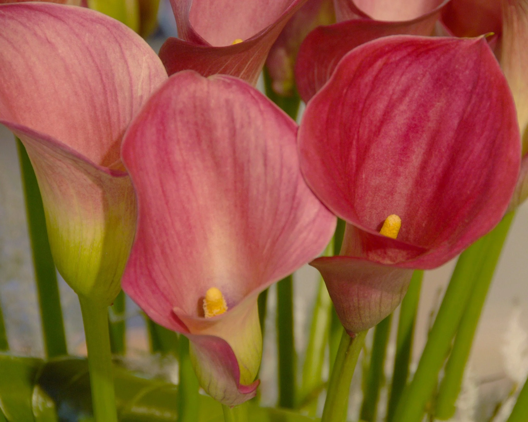 Calla 'Captain Romance - Image 3