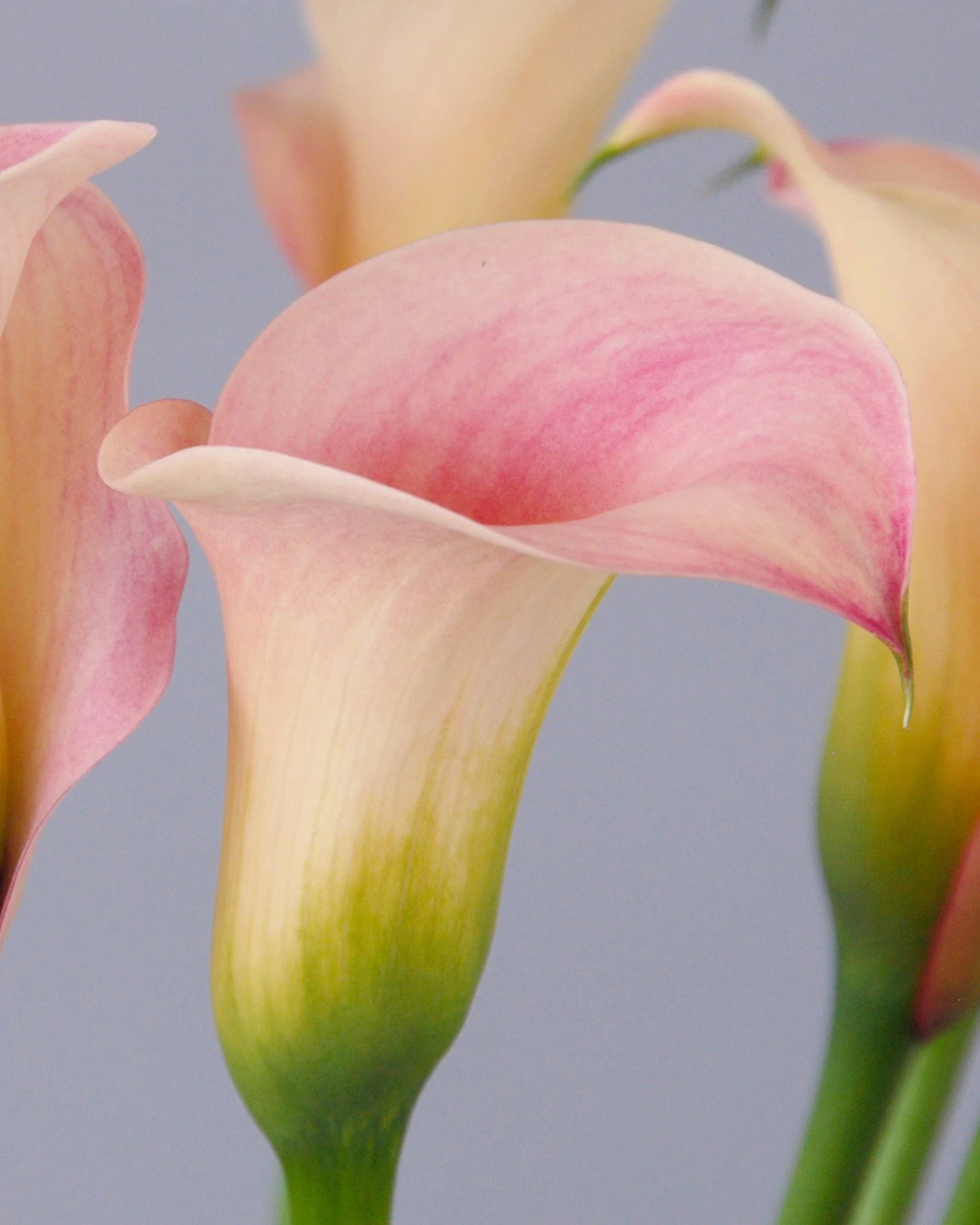Calla 'Captain Rosette' - Image 3