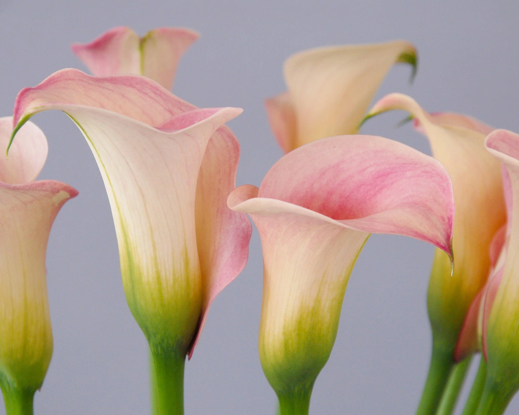 Calla 'Captain Rosette' - Image 4