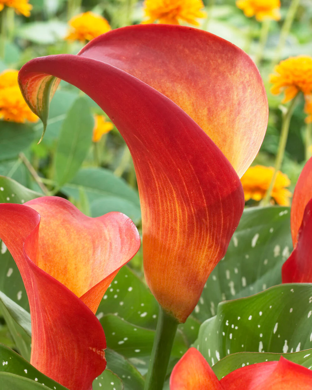 Calla 'Captain Safari'
