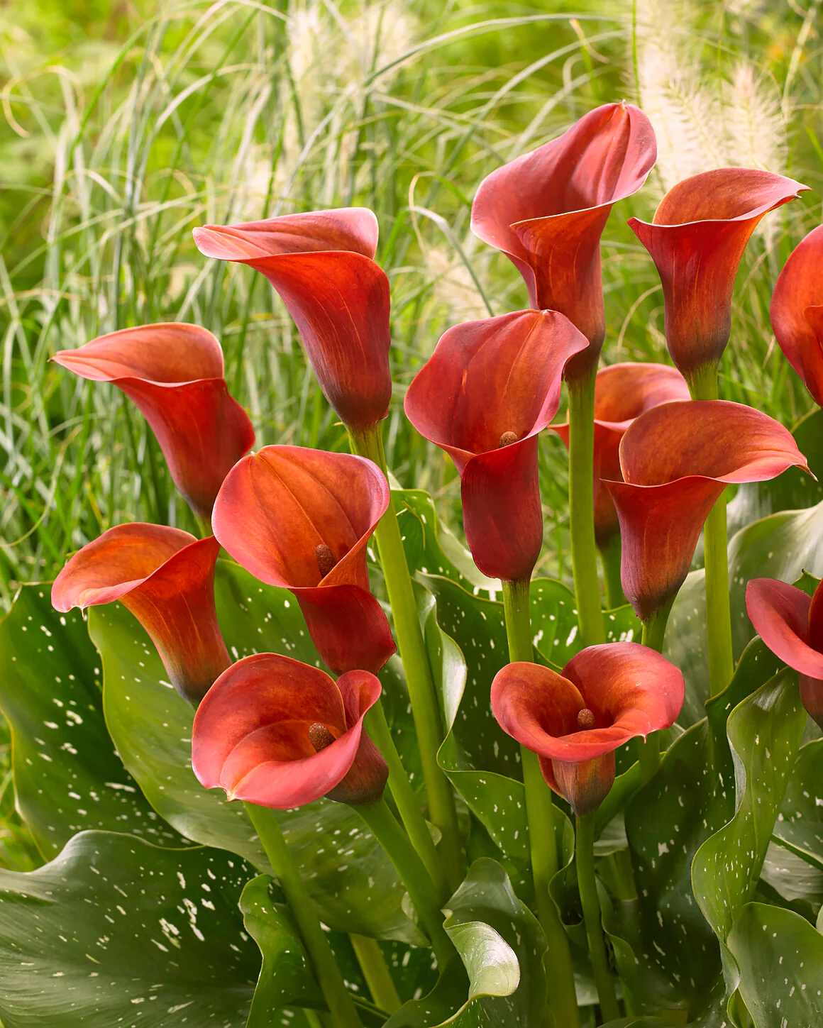 Calla 'Captain Safari' - Image 2