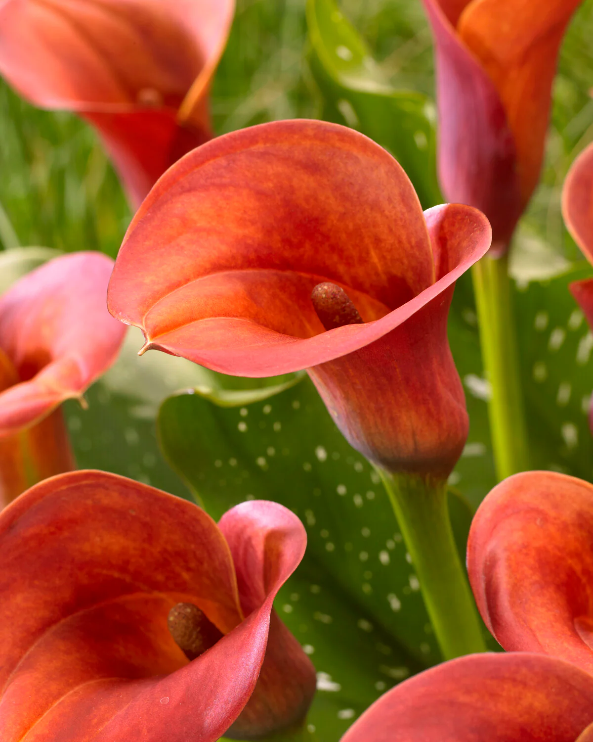 Calla 'Captain Safari' - Image 3