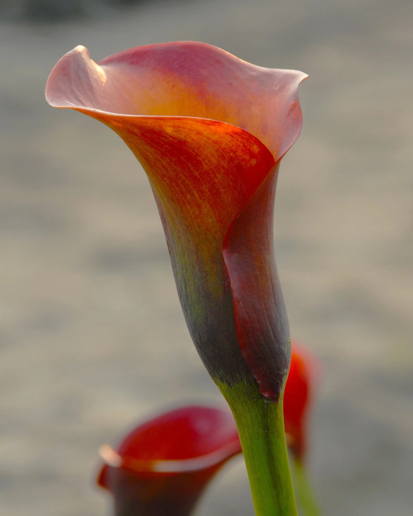 Calla 'Captain Safari' - Image 6
