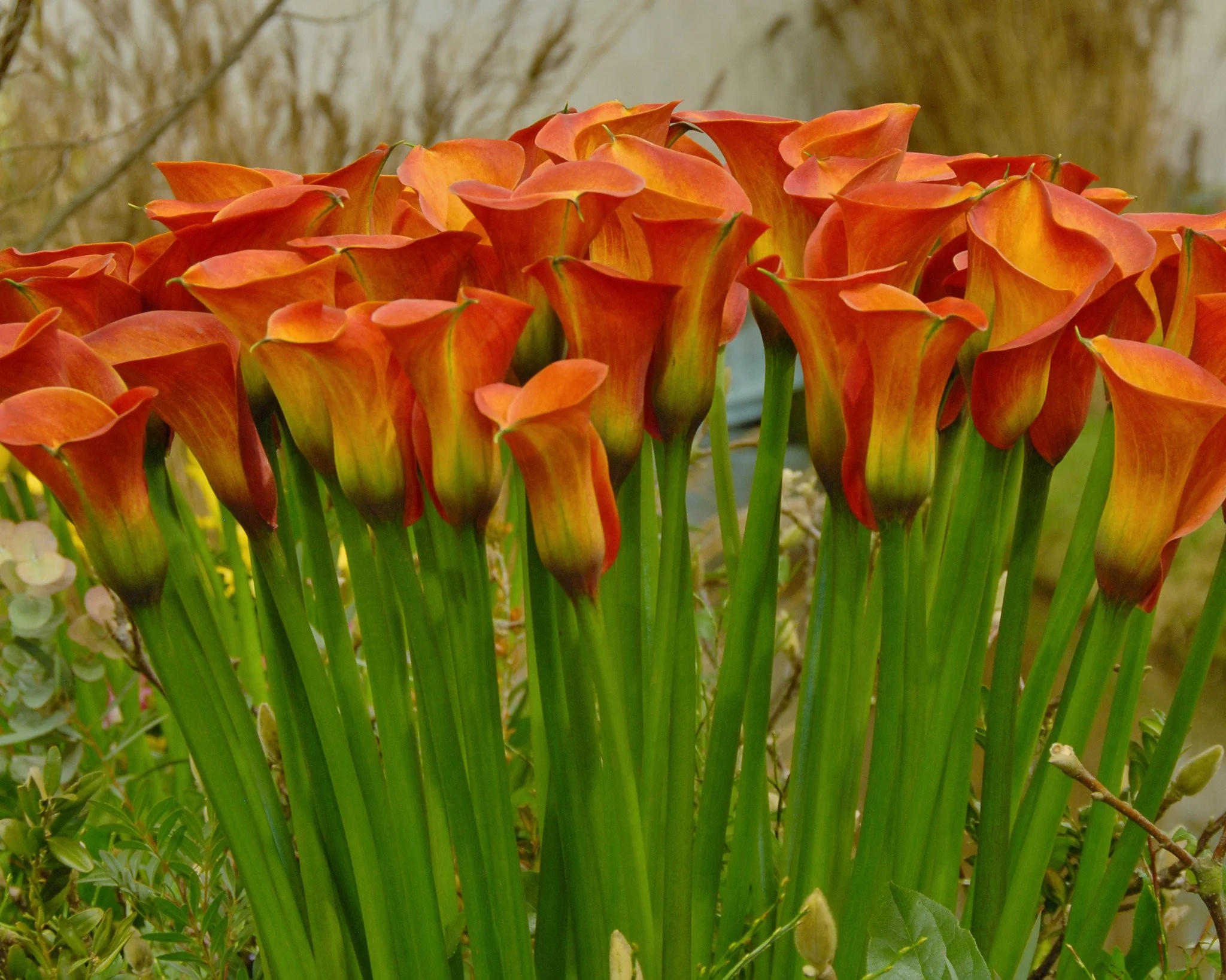 Calla 'Captain Safari' - Image 7
