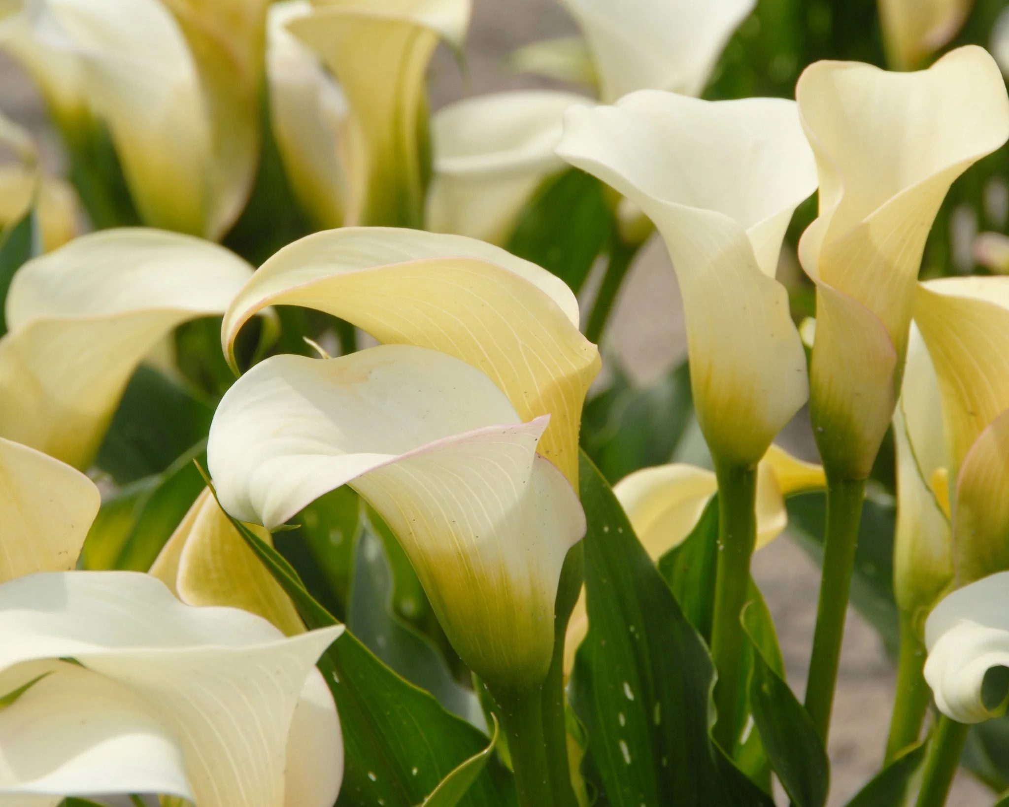 Calla 'Captain Ventura' - Image 2